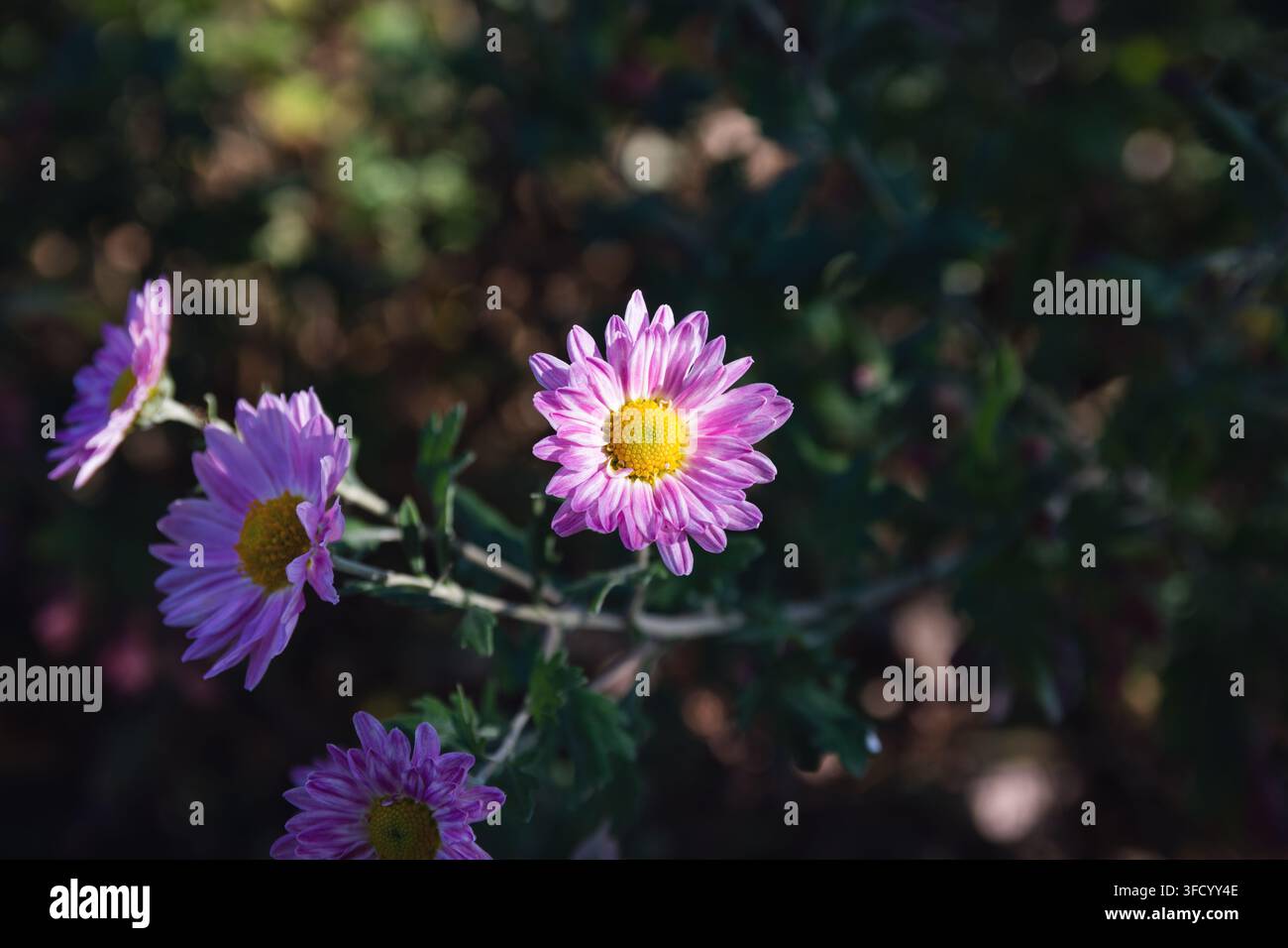 Nahaufnahme von lebendigen lila Garten-Chrysanthemen mit auffälligen gelben Zentren, die natürlich in einem sonnigen grünen Blumenbeet während des Nachmittags blühen Stockfoto
