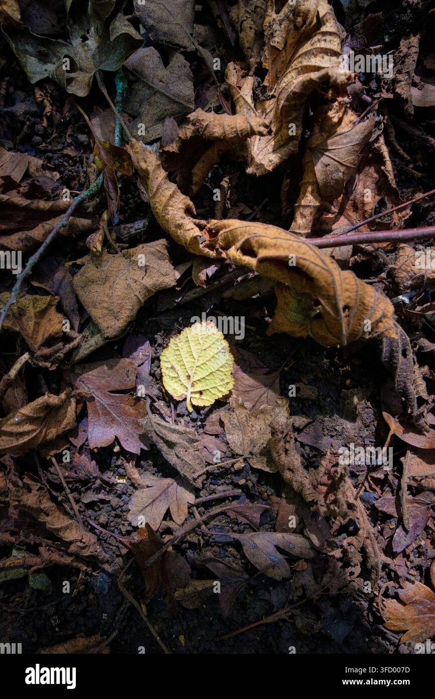 Gefallene grüne Herbstblätter zwischen braunen verrottenden Blättern Stockfoto