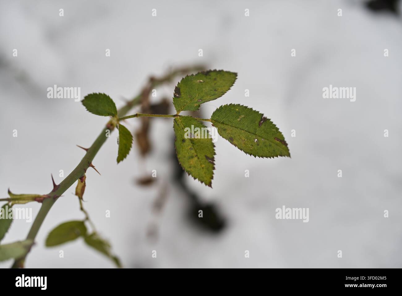 Nahaufnahme eines grünen Rosenstiels mit scharfen Dornen und kleinen Blättern, der während der kalten Wintersaison im Freien überlebt, mit einem verschwommenen schneebedeckten Boden Stockfoto