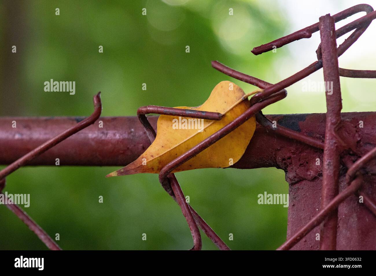 Wassertropfen, die auf einem breiten grünen Blatt im Zoo von Ciego de Ávila, Kuba, ruhen – 23. August 2026 Stockfoto