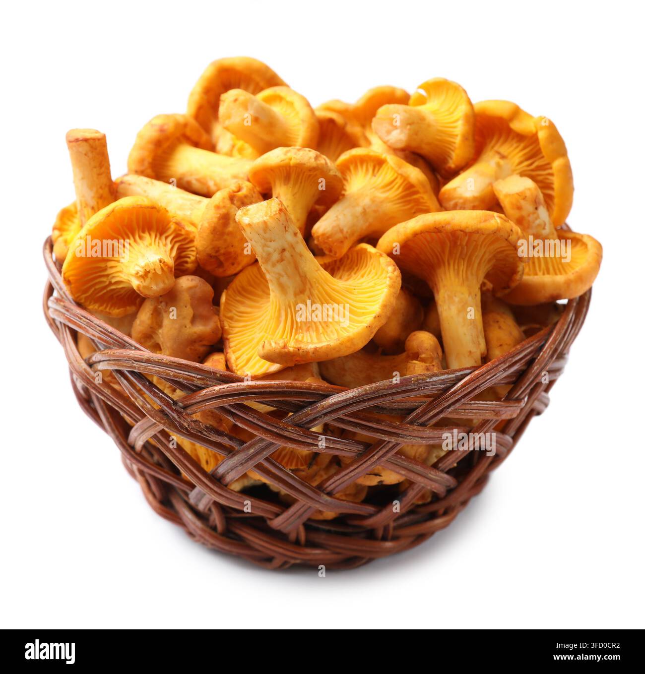 Goldene Pfifferlinge in einem Weidenkorb isoliert auf Weiß Stockfoto