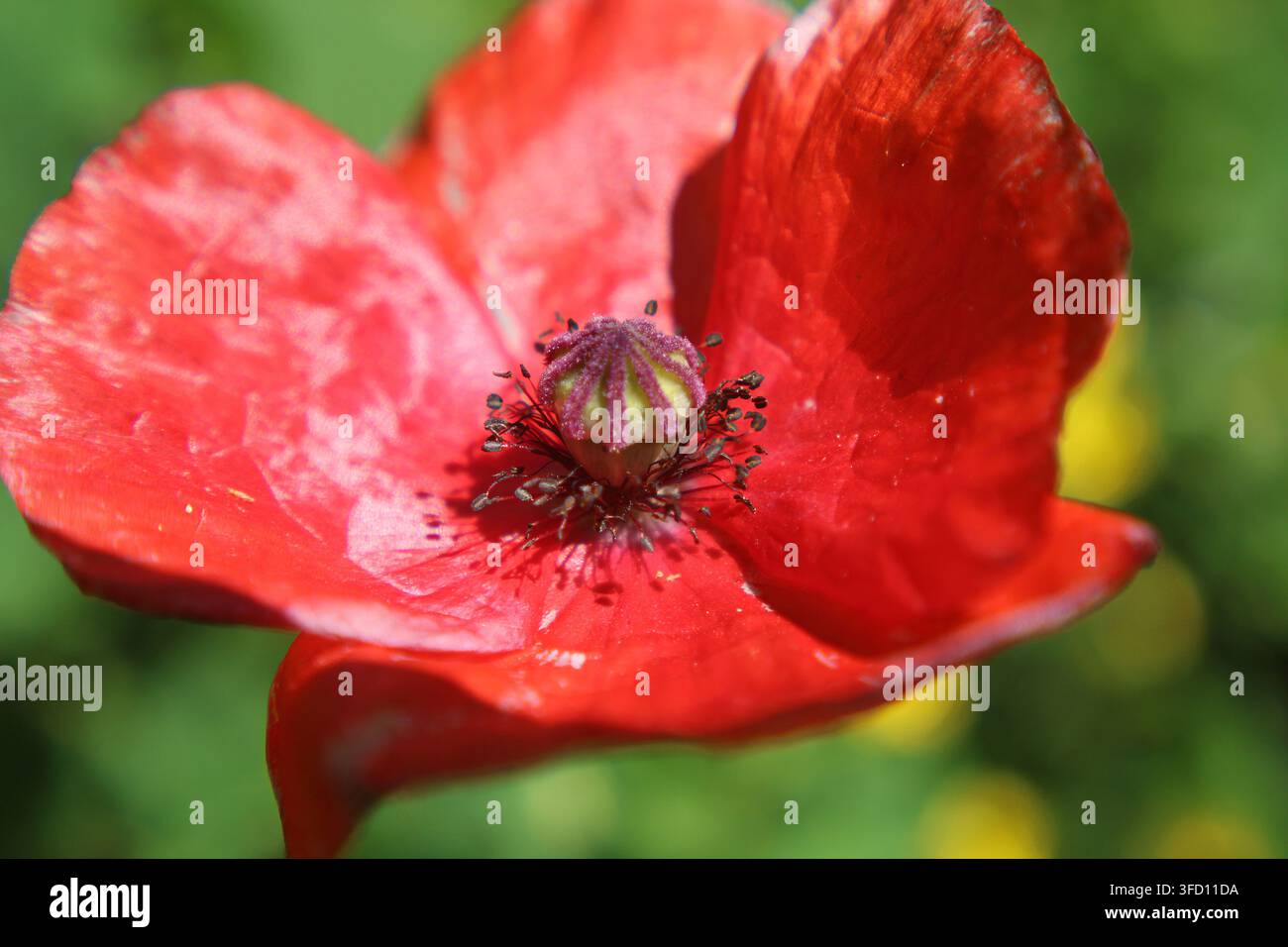Extreme Nahaufnahme ins Herz einer roten Mohnblume, die dramatische dunkle Flecken an der Basis leuchtend roter Blütenblätter und dichte Staubfäden offenbart. Warm n Stockfoto