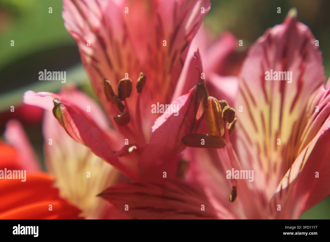 Extrem Nahaufnahme von zwei Alstroemeria-Blüten. Die Hauptblüte zeigt sechs Kelchblätter in Rosa-Rot mit dramatischen dunklen kastanienbraunen parallelen Streifen auf der i Stockfoto