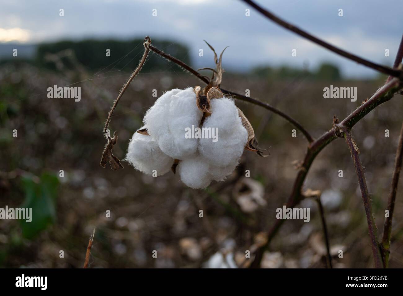 Reife Baumwollblüte, die unter bewölktem Himmel auf einem landwirtschaftlichen Feld wächst Stockfoto