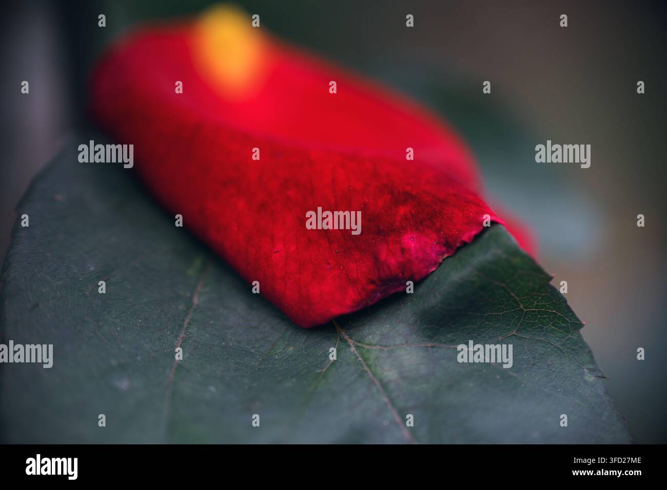 Makro-Nahaufnahme eines lebendigen roten Rosenblütenblatts, das zart auf einem dunkelgrünen Blatt mit sichtbaren Adern ruht und die natürliche Blütenpracht im Detail einfängt. Stockfoto