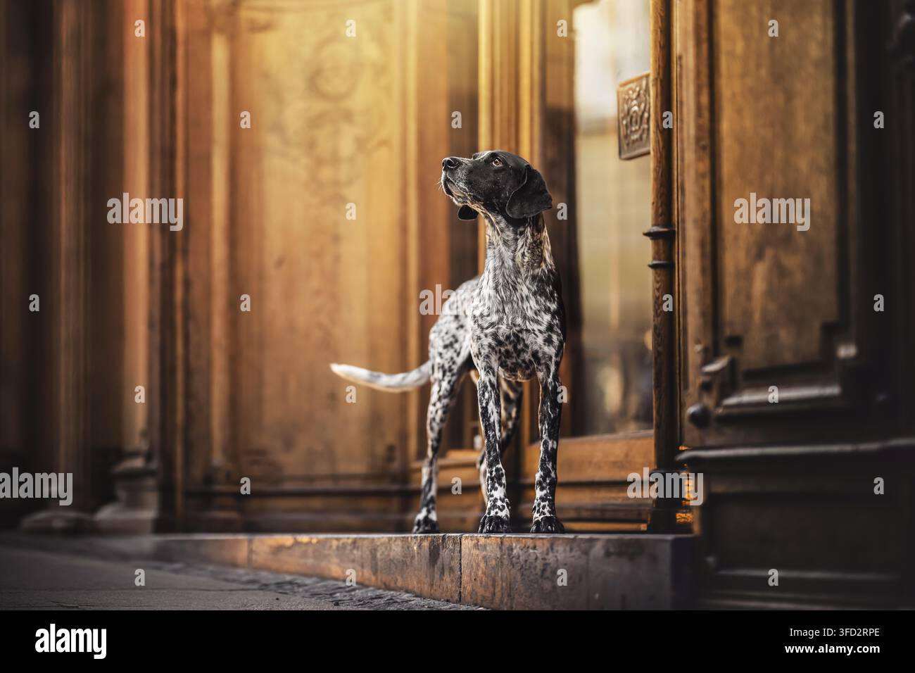 Skandinavischer Hund Stockfoto