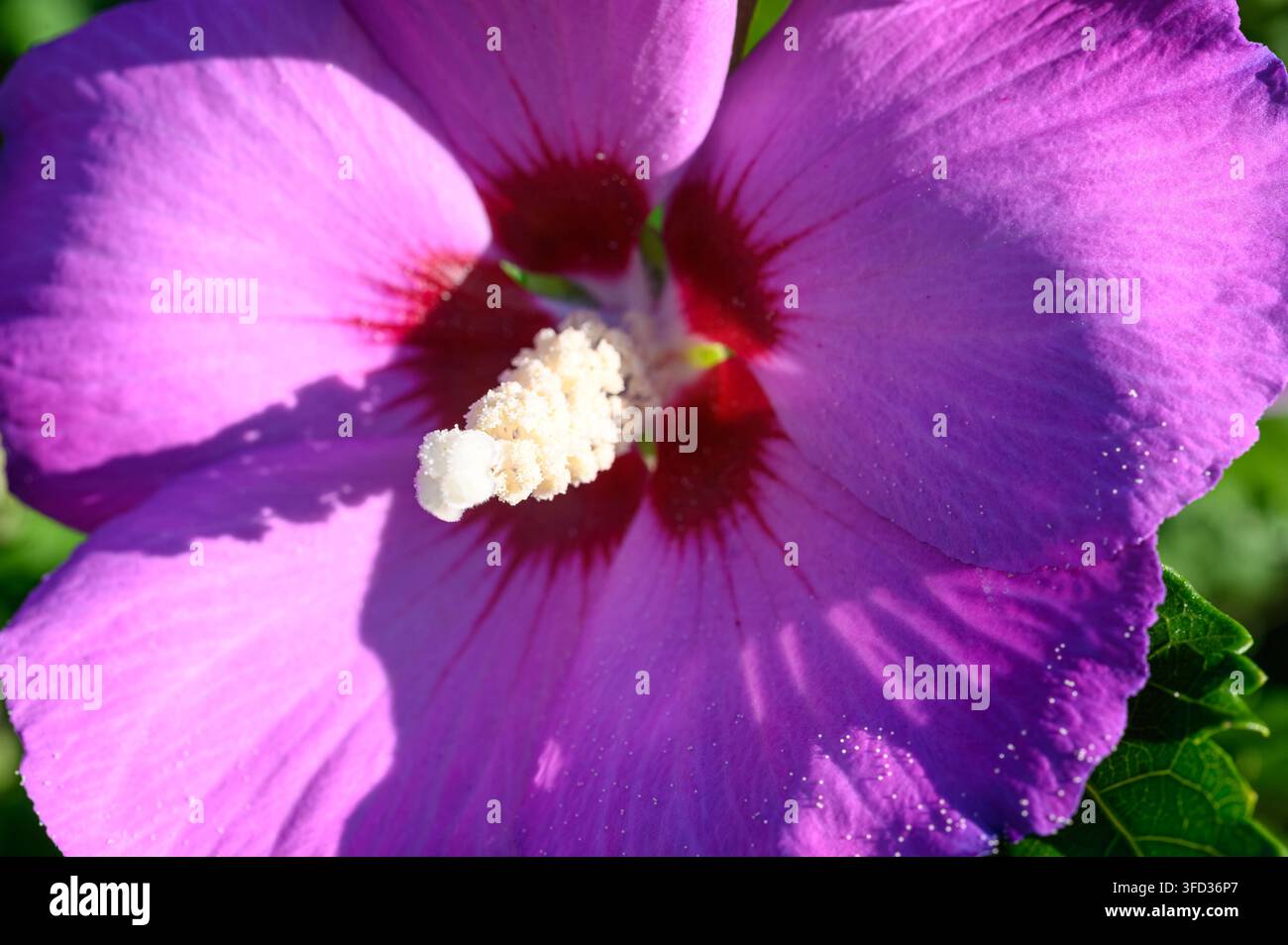 Lila Hibiskusblüte mit auffälligen weißen Staubfäden. Stockfoto