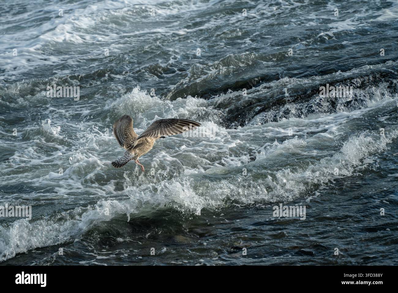 Start durch Seegischt fängt eine braune Möwe ein, die sich über aufgewühltes Wasser und dunkle Felsen nahe Langesund, Norwegen, erhebt, für Wildtierbewegung, Küstenanpassung Stockfoto