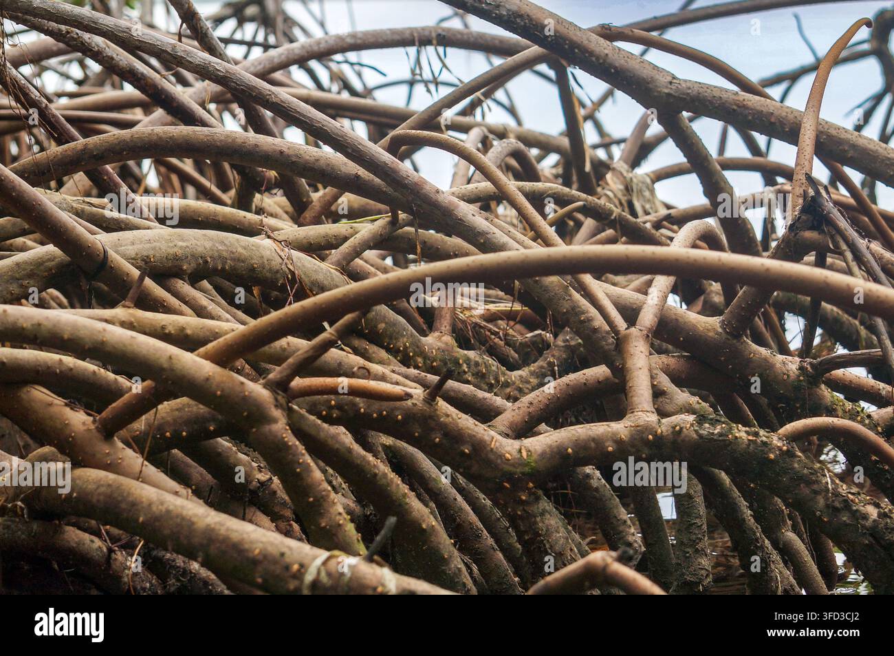 Ein dichtes Netzwerk aus freiliegenden Mangrovenwurzeln wächst entlang des Küstenlebensraums des National Key Deer Refuge in den Lower Florida Keys, Florida. Stockfoto