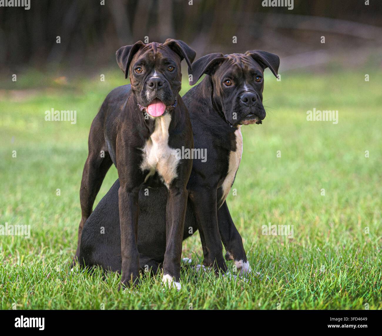 Paar von 9 Monate alten juvenilen Boxerhunden toben und spielen auf Rasen Stockfoto