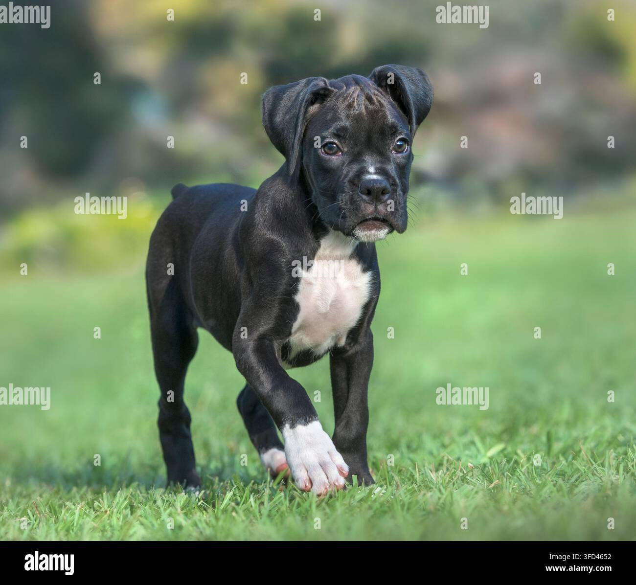 9 Wochen altes Baby-Tier, schwarzer Boxer-Welpe spielt auf dem Rasen Stockfoto