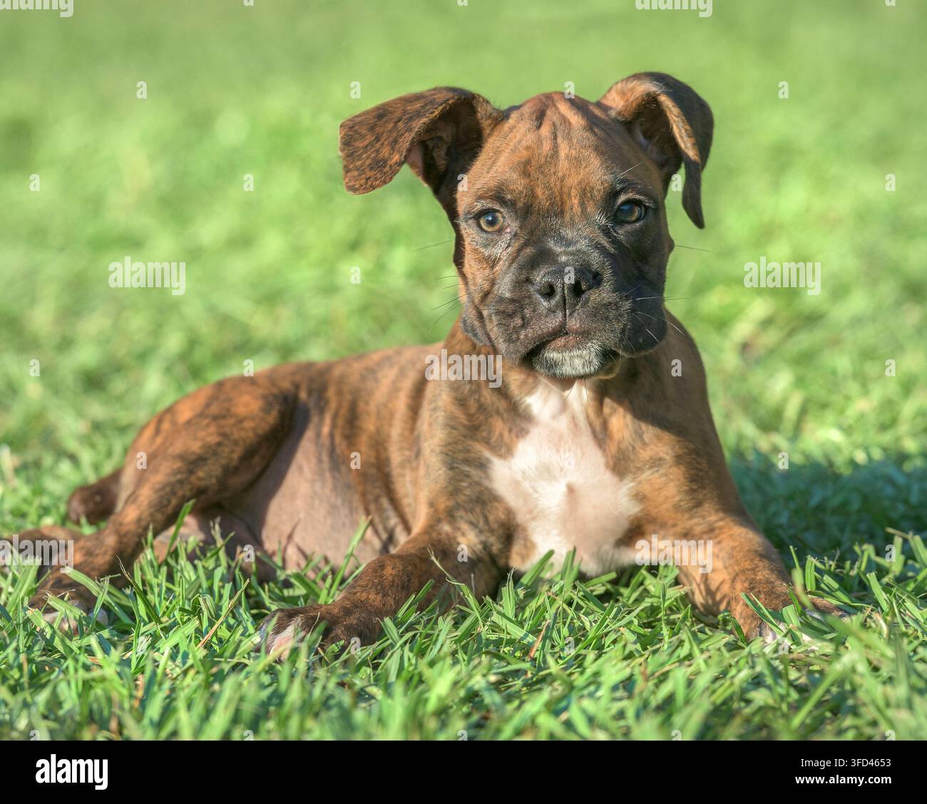 9 Wochen alter brindle Boxer-Welpe mit heraushängender Zunge rennt auf einem Rasen Stockfoto