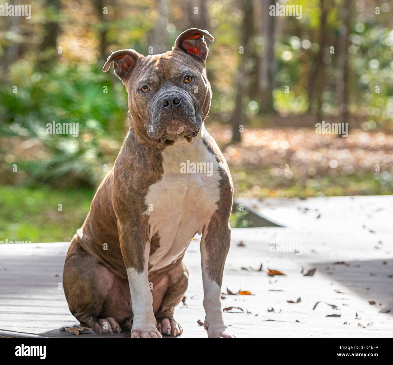 Erwachener männlicher American Pit Bull Terrier sitzt aufmerksam auf dem Deck Stockfoto