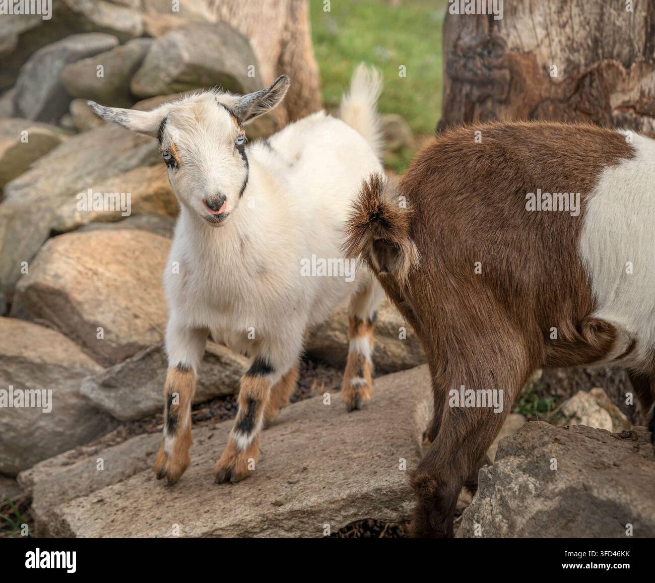 Babytier-Nigerianer-Zwergziegen auf einem Feld mit Felsbrocken Stockfoto
