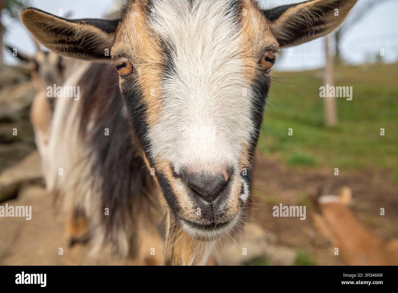 Nahaufnahme des Gesichts einer erwachsenen weiblichen Nigerianischen Zwergziege auf dem Feld Stockfoto