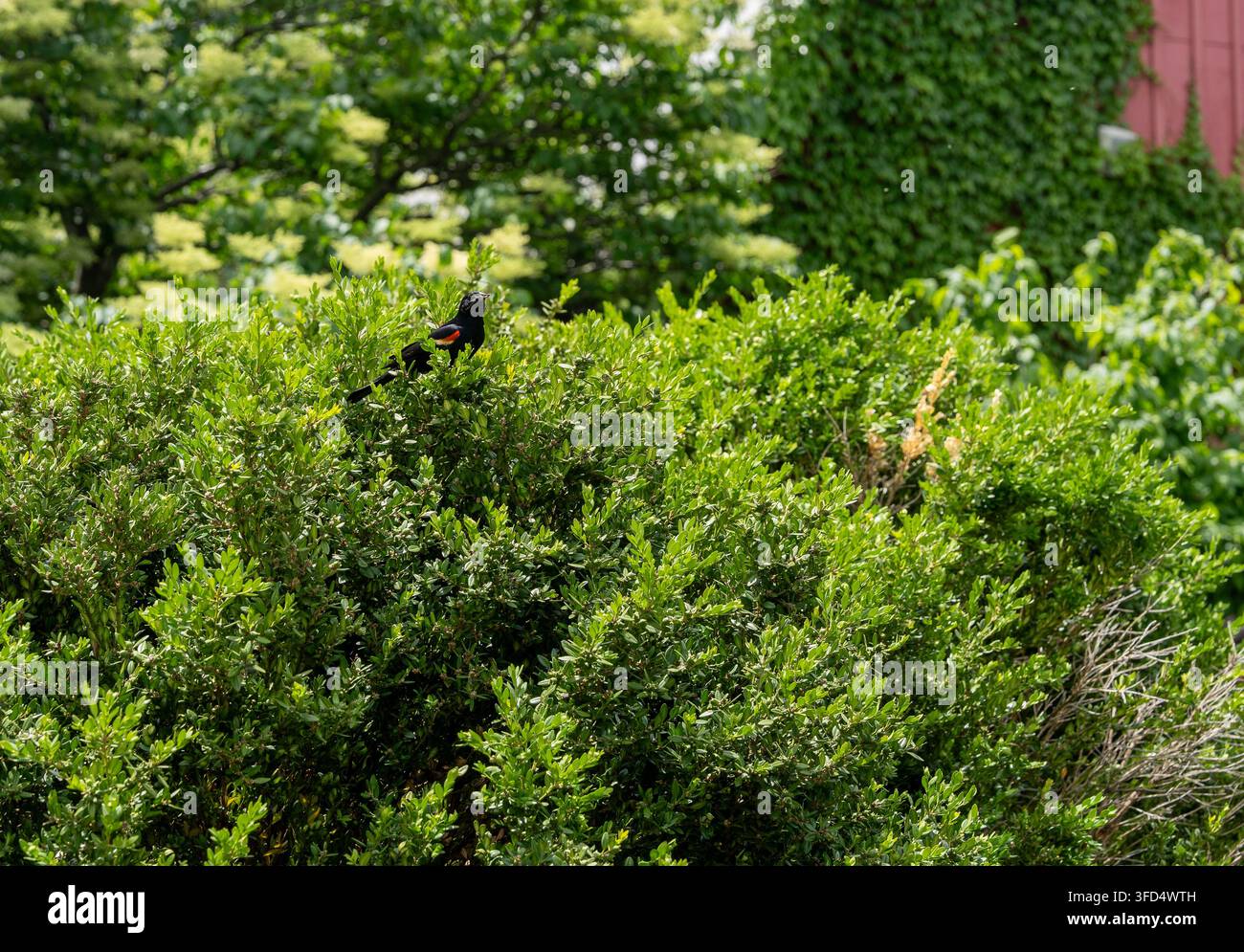 Ein rotflügeliger Schwarzvogel, der während des Sommers auf einem dichten grünen Strauch in einer belaubten Außeneinrichtung sitzt. Kleiner Wildvogel, umgeben von üppigem Laub in einer Natur Stockfoto