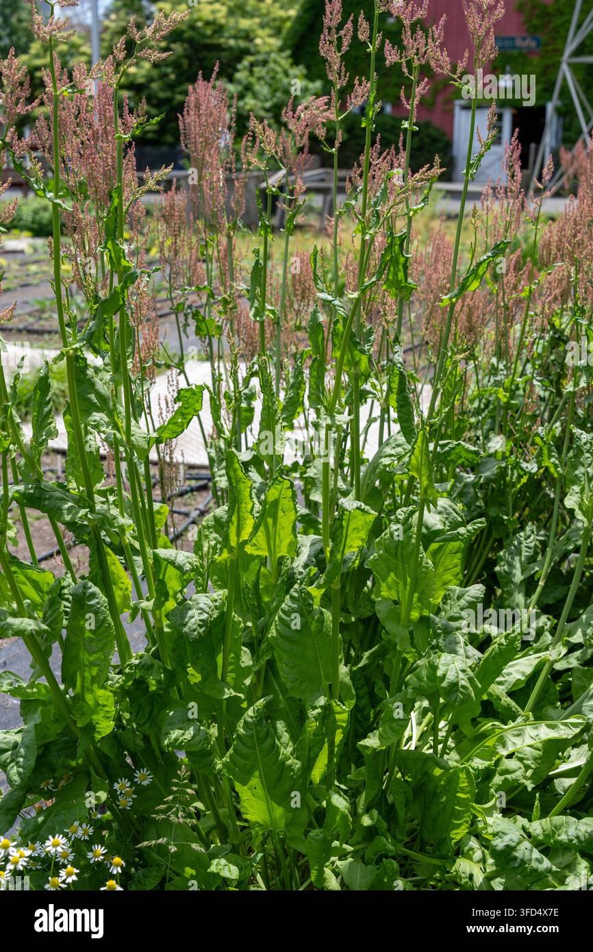 Hohe grüne Ampfer- oder Sauerampferpflanzen, wahrscheinlich Rumex-Arten, die in einem sonnigen Garten mit rötlichen Blüten- und Samenbüscheln an aufrechten Stängeln wachsen. Natürliches Blatt Stockfoto