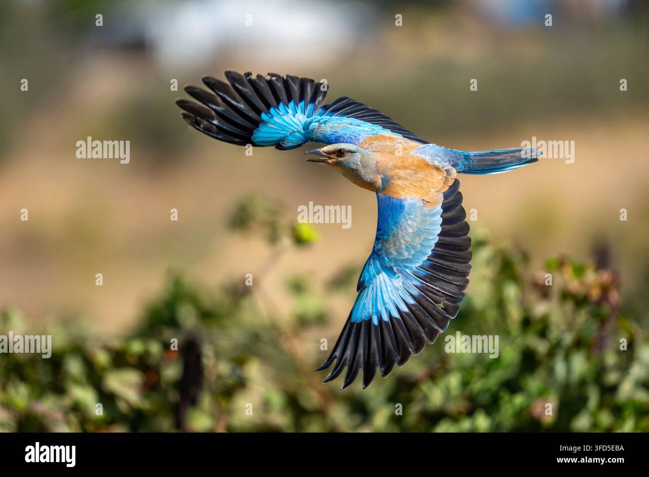Europäischer Buntfalke (Coracias garrulus). Dieser Zugvogel ist das einzige Mitglied der Buntfalken-Familie, das in Europa brütet. Er kommt auch im Nahen Osten, in Zentralasien und Marokko vor und überwintert im südlichen Afrika. Er sitzt oft auffällig in den Baumwipfeln, wo er Beute wie Insekten und Eidechsen entdecken kann, obwohl er auch kleine Vögel, Frösche und Säugetiere fängt. Im September in Israel fotografiert. Stockfoto