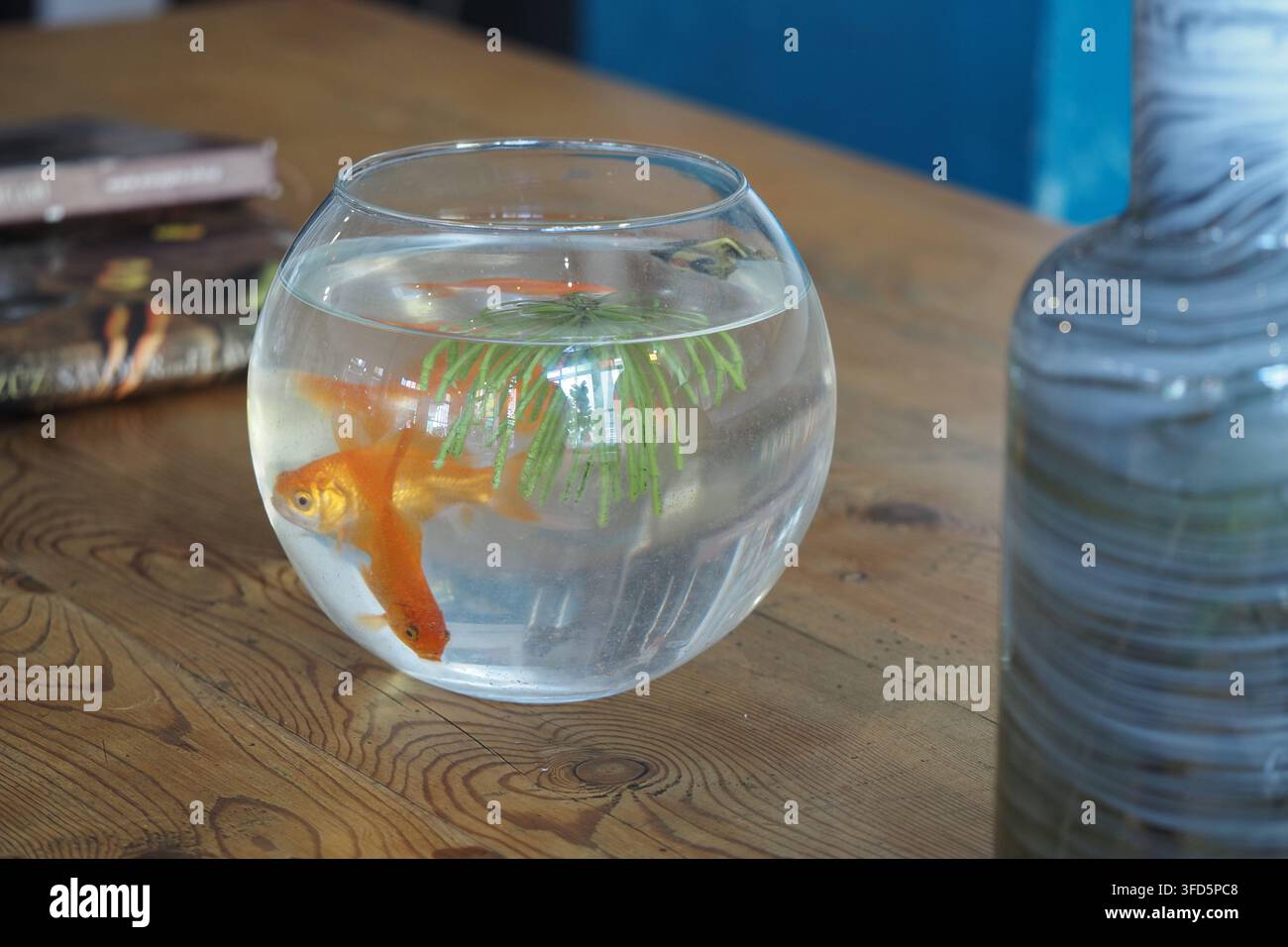 Goldfisch schwimmt in einem Becken auf einem Holztisch Stockfoto
