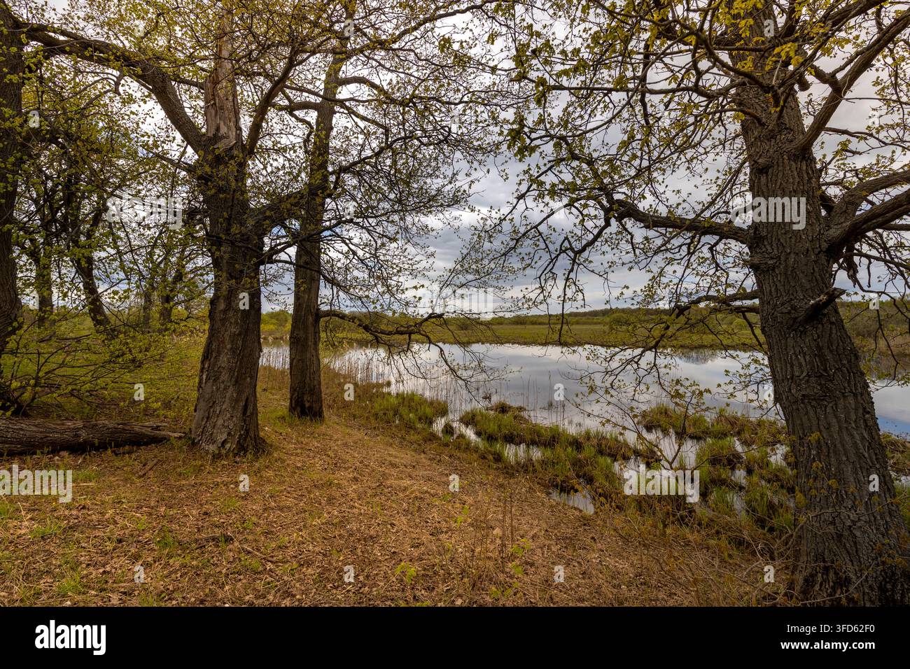 Frühling, alte Eichen mit jungen Blättern im Vordergrund. das erste Grün am Flussufer. Stockfoto