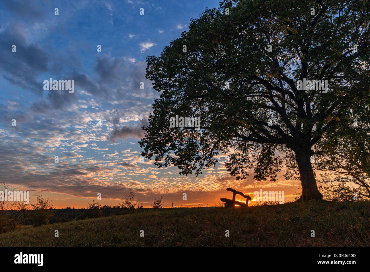 Eine Holzbank unter einem großen Baum zur Sonnenuntergangzeit – ein ruhiger Ort zur Entspannung Stockfoto