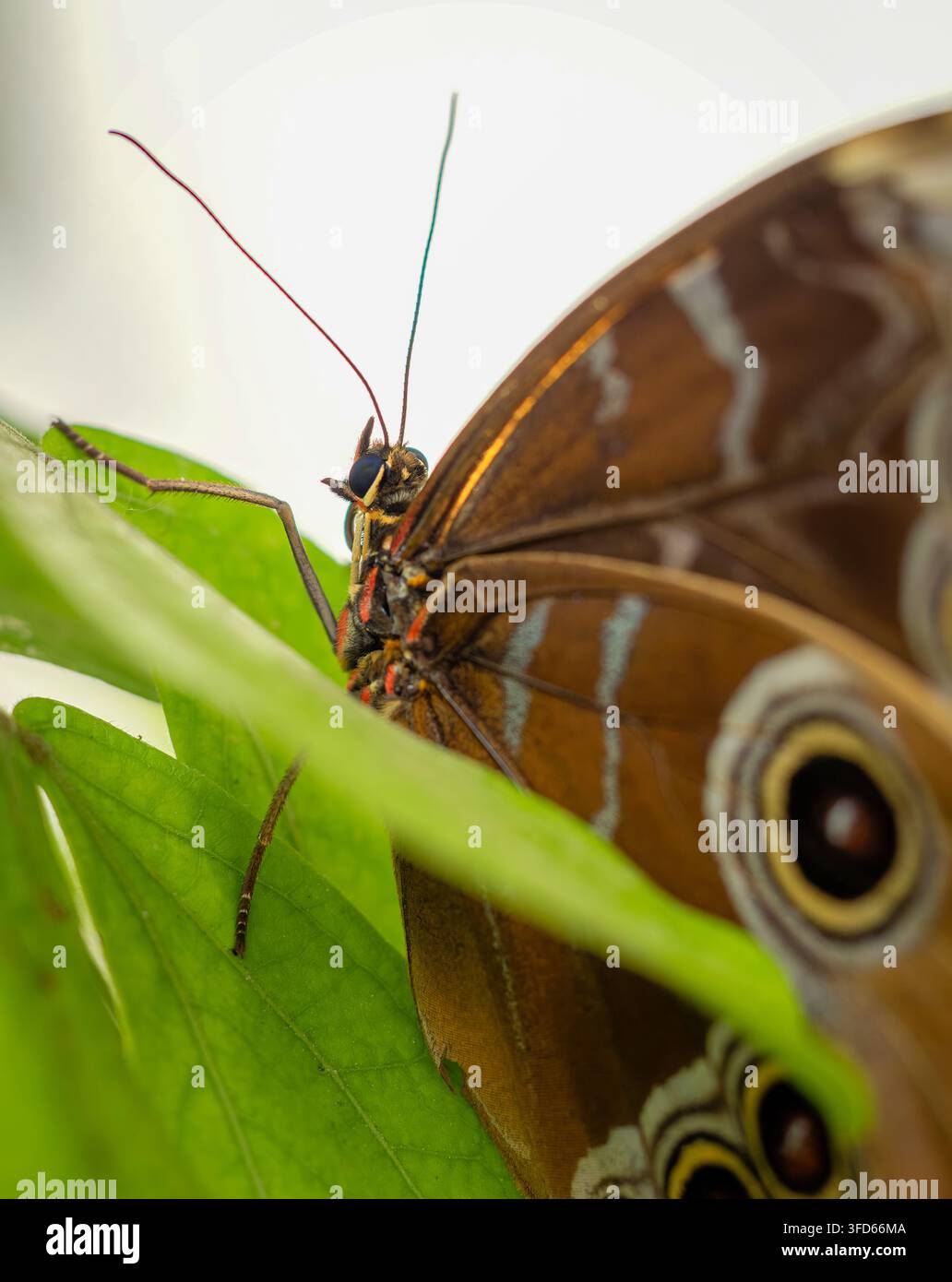 Blauer Morphofalter, Morpho peleides, ruht mit geschlossenen Flügeln und deutlichen Augelflecken auf der braunen Unterseite. Stockfoto
