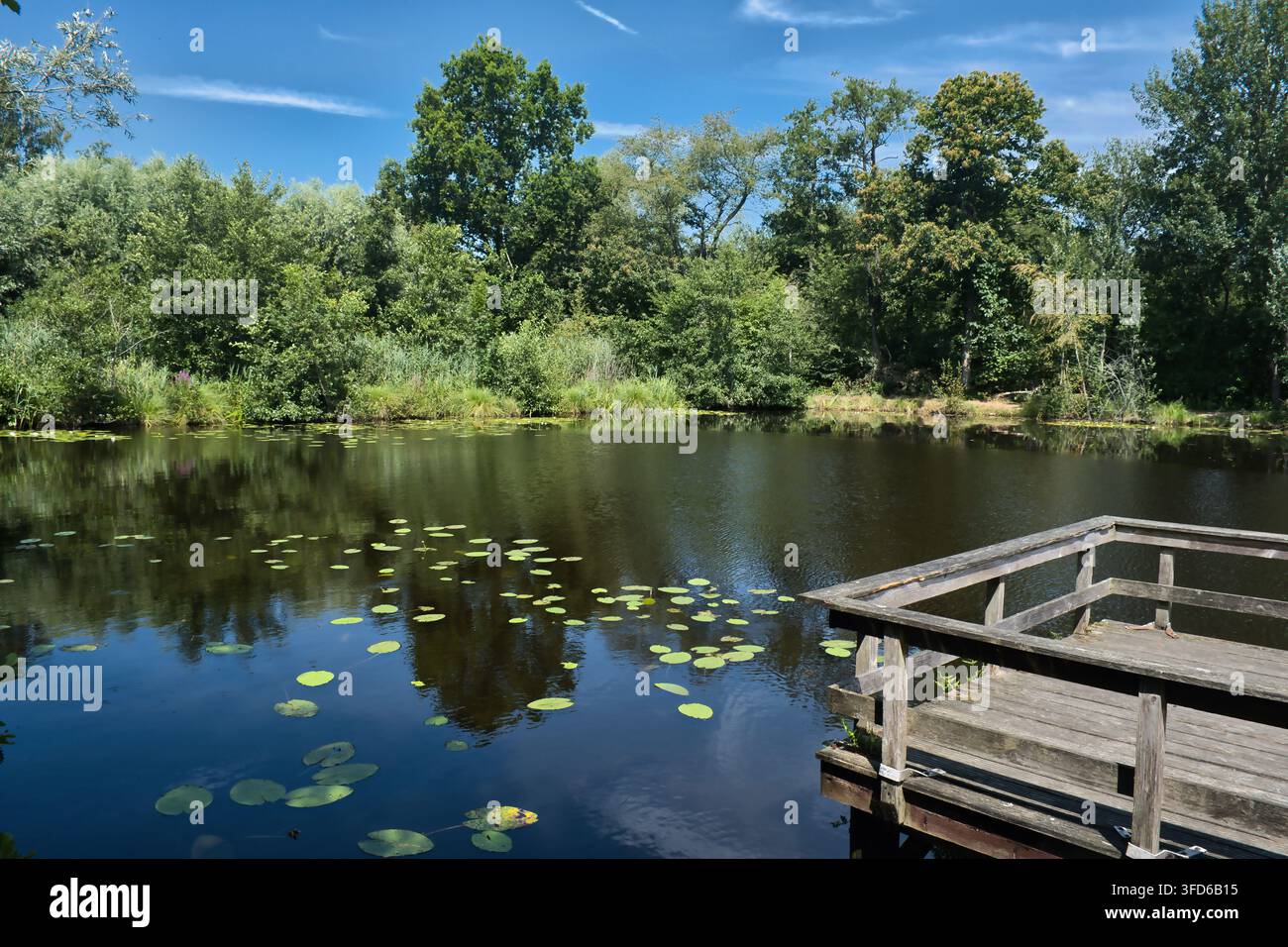 Ruhiger Teich mit Seerosenblättern und Holzsteg, umgeben von üppigen grünen Bäumen. De Baggerputten, Slochteren, Provinz Groningen, Niederlande Stockfoto
