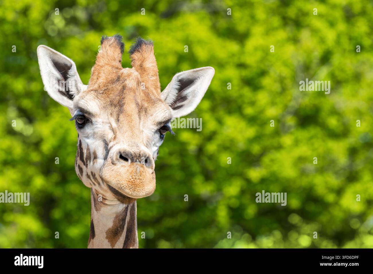 Vorderansicht einer Rothschild-Giraffe, Giraffa camelopardalis rothschildi, vor grünem Blattwerk mit Platz für Text. Stockfoto