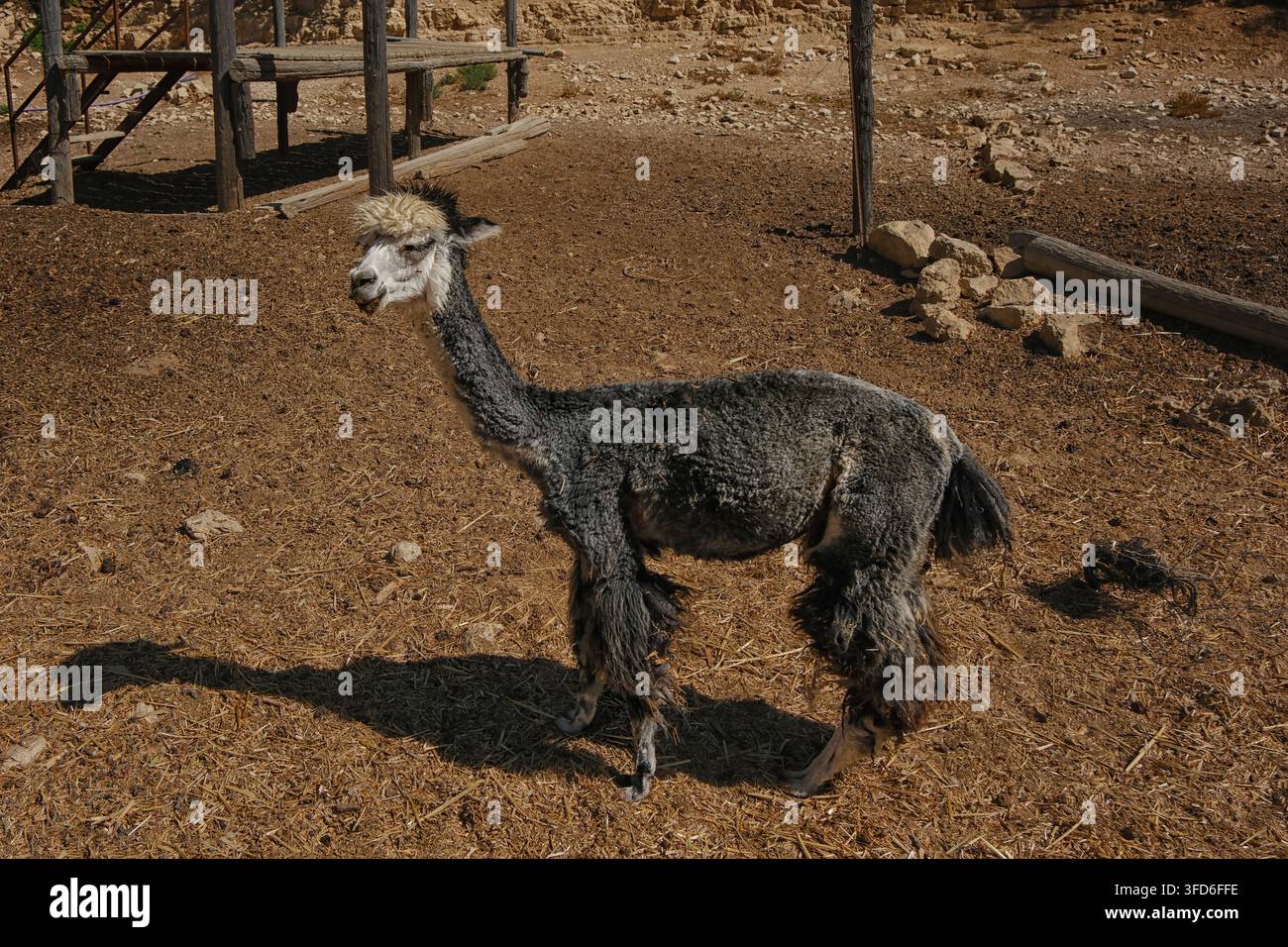 Graue Alpaka steht in einem Außengehege auf einer Farm. Stockfoto
