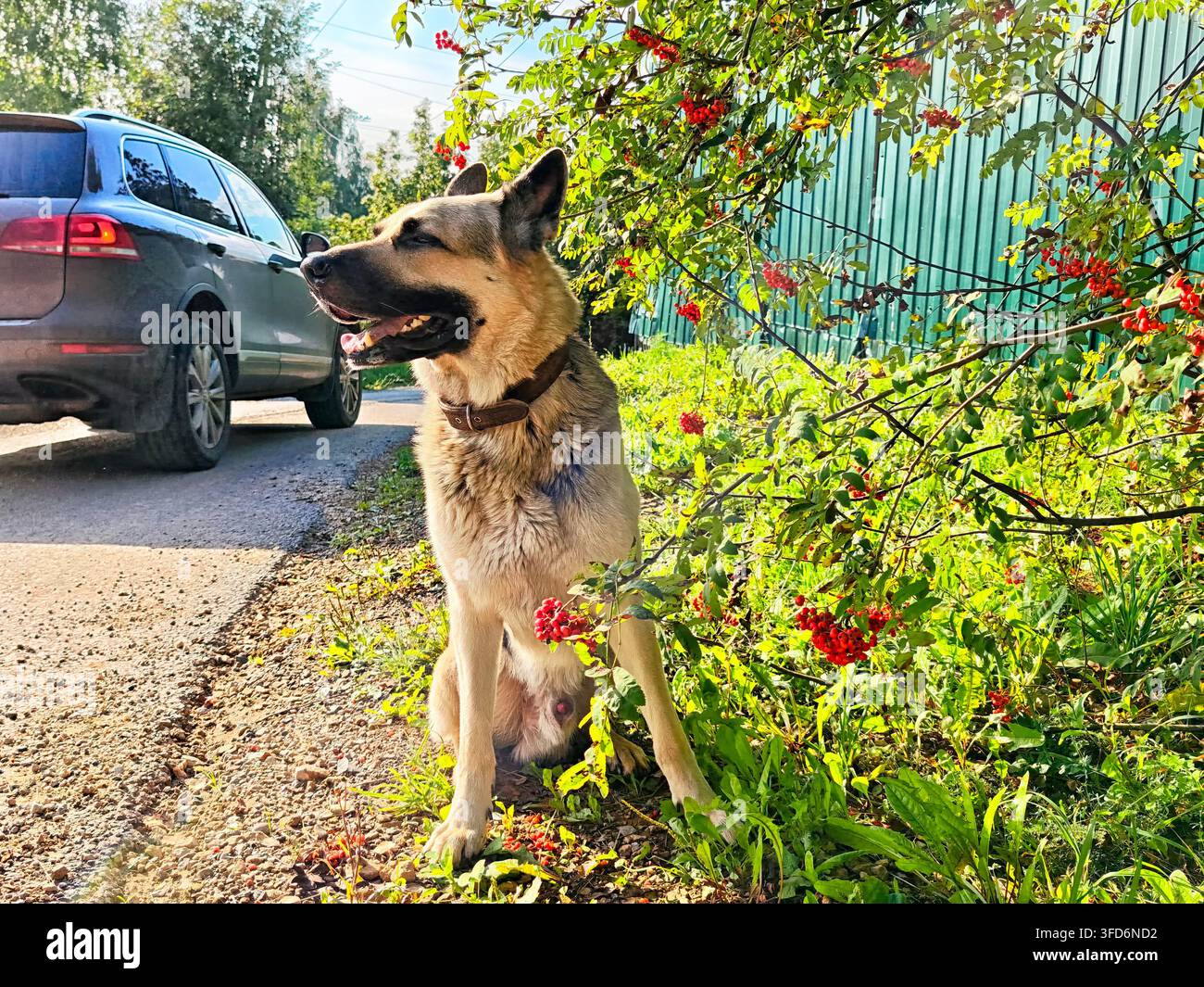 Ein Deutscher Schäferhund sitzt zufrieden neben bunten Büschen an einer sonnigen Straße und verkörpert Kameradschaft und Treue. Stockfoto