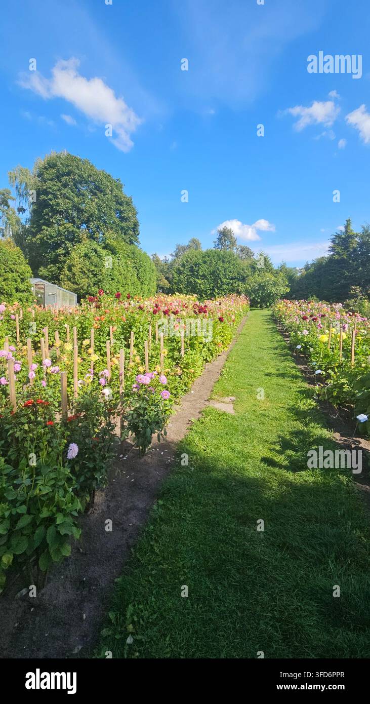 Rasenpfad zwischen Reihen von abgestellten Dahlien-Sorten in Blüte unter blauem Sommerhimmel — Konzept: Schnittblumenbau, botanische Gartensammlung - Smartphone-aufgenommenes Stockfoto