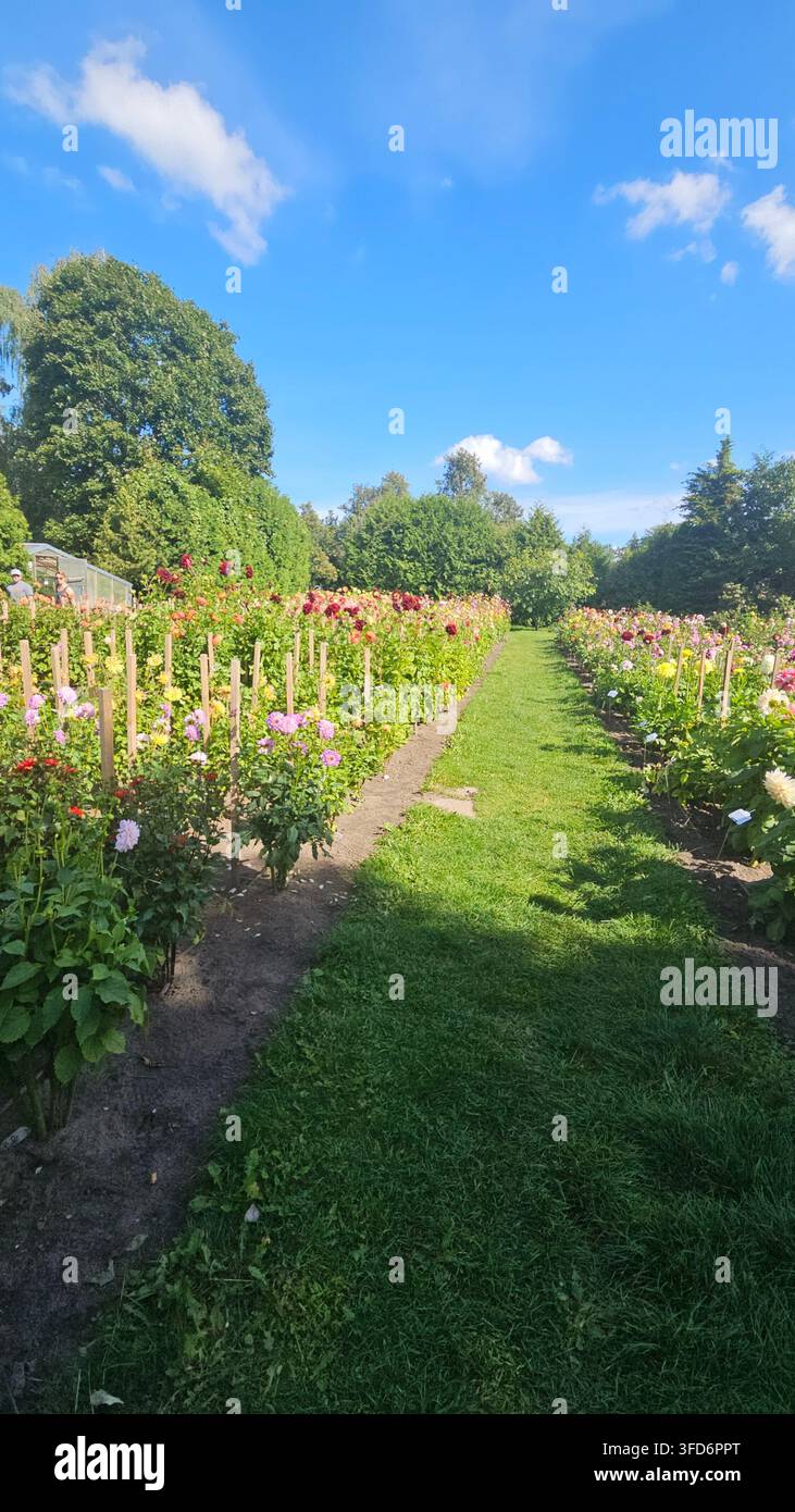 Rasenpfad zwischen Reihen von abgestellten Dahlien-Sorten in Blüte unter blauem Sommerhimmel — Konzept: Schnittblumenbau, botanische Gartensammlung - Smartphone-aufgenommenes Stockfoto