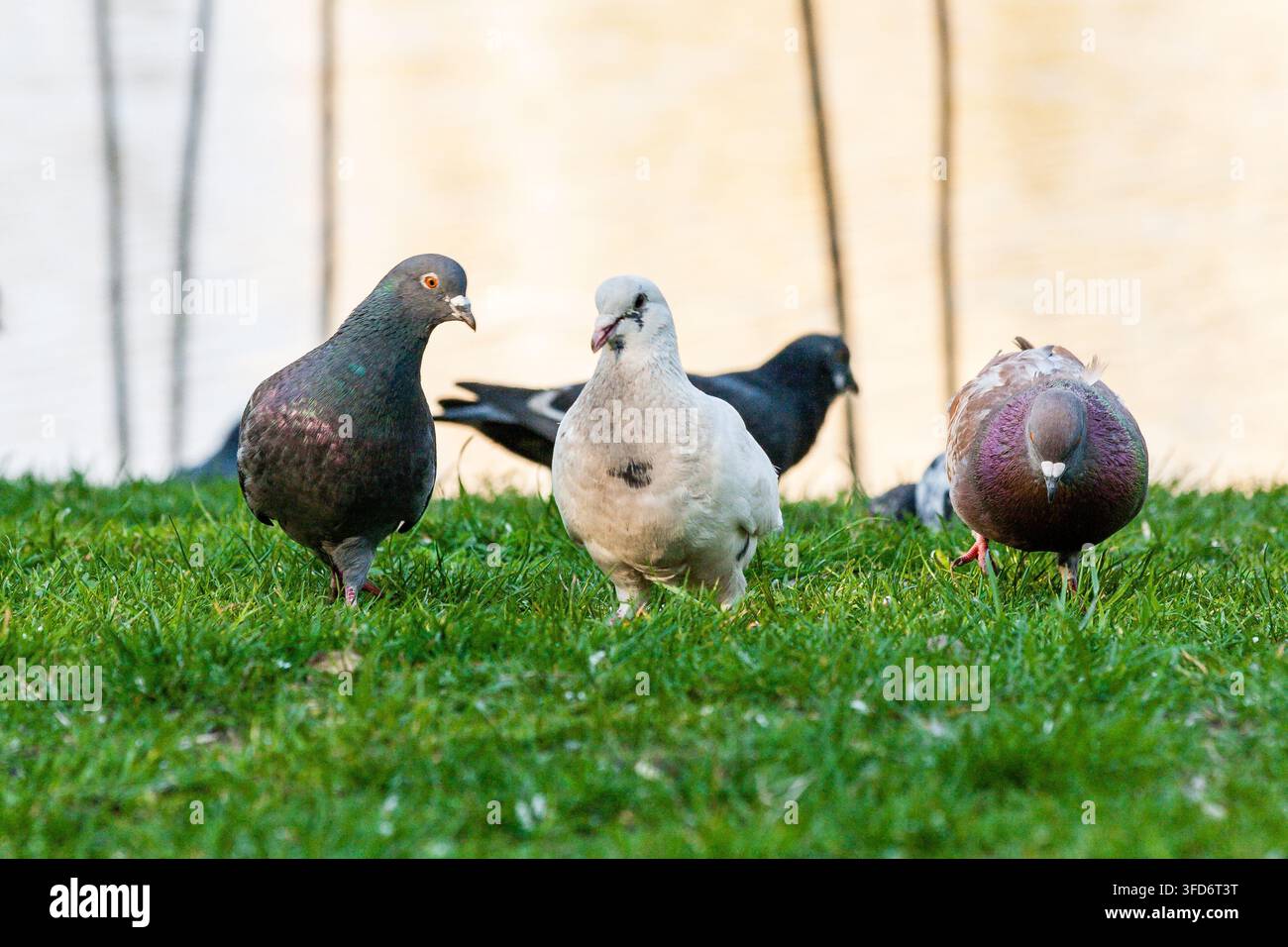 Tauben laufen im Gras, Nahaufnahme Stockfoto