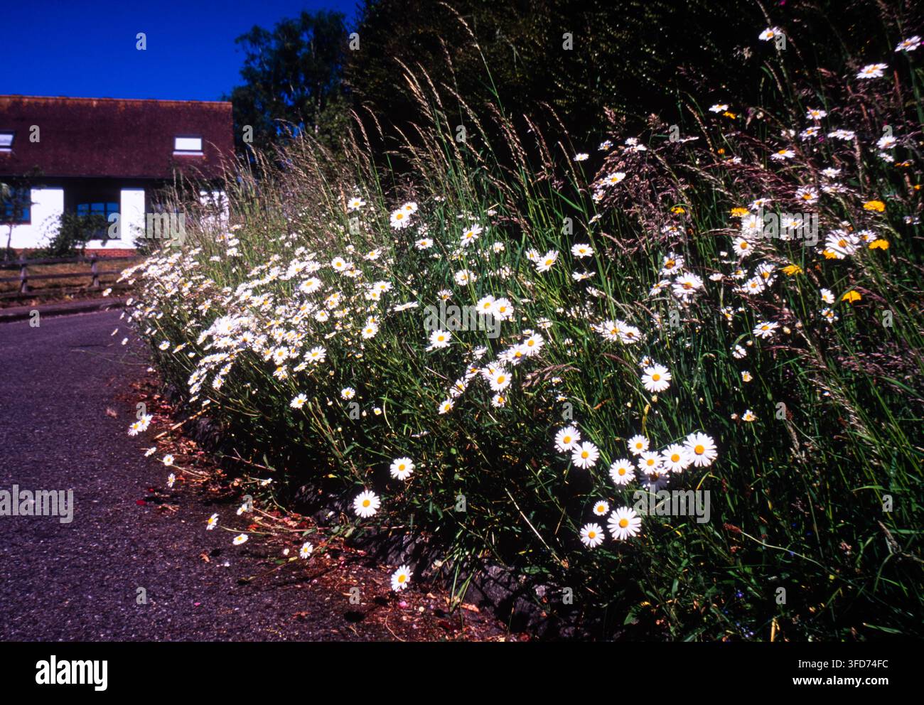 Wildblumen in einem Landhausgarten. Stockfoto