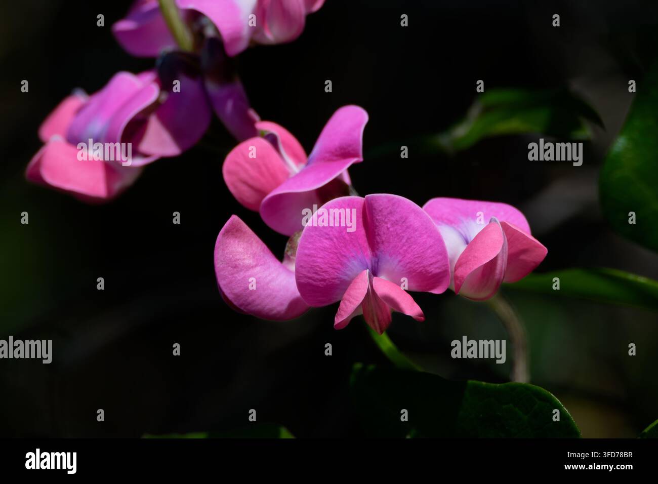 Kapsblumen Stockfoto
