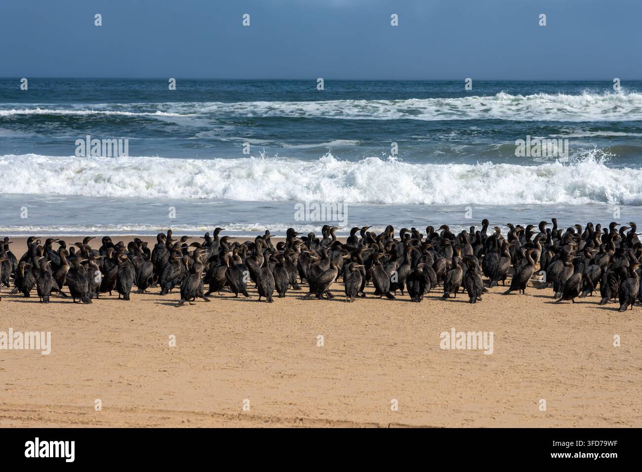 Eine große Schar von Kormoranen versammelt sich an der sandigen Atlantikküste in Namibia. Stockfoto