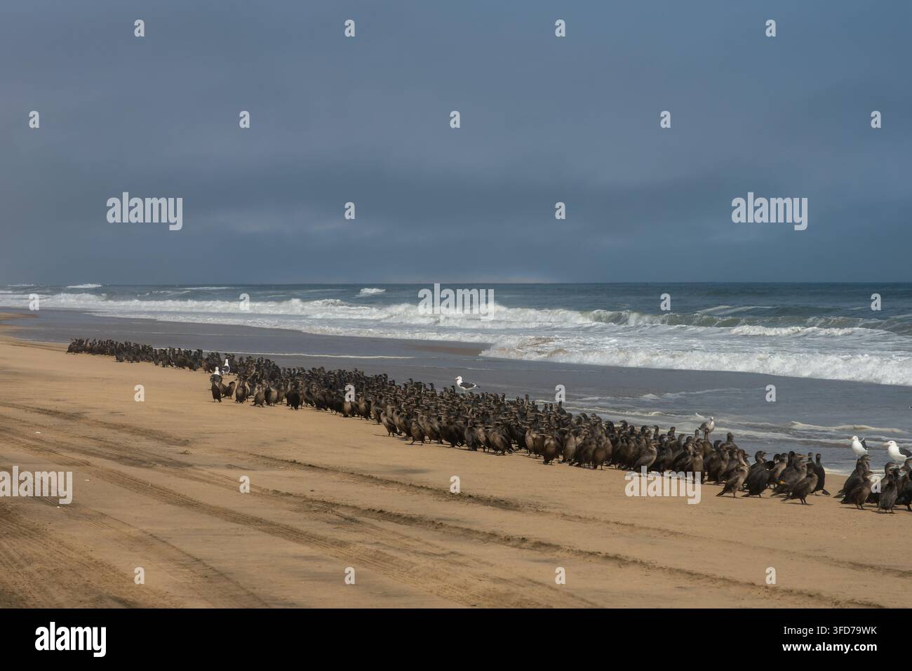Eine große Schar von Kormoranen versammelt sich an der sandigen Atlantikküste in Namibia. Stockfoto
