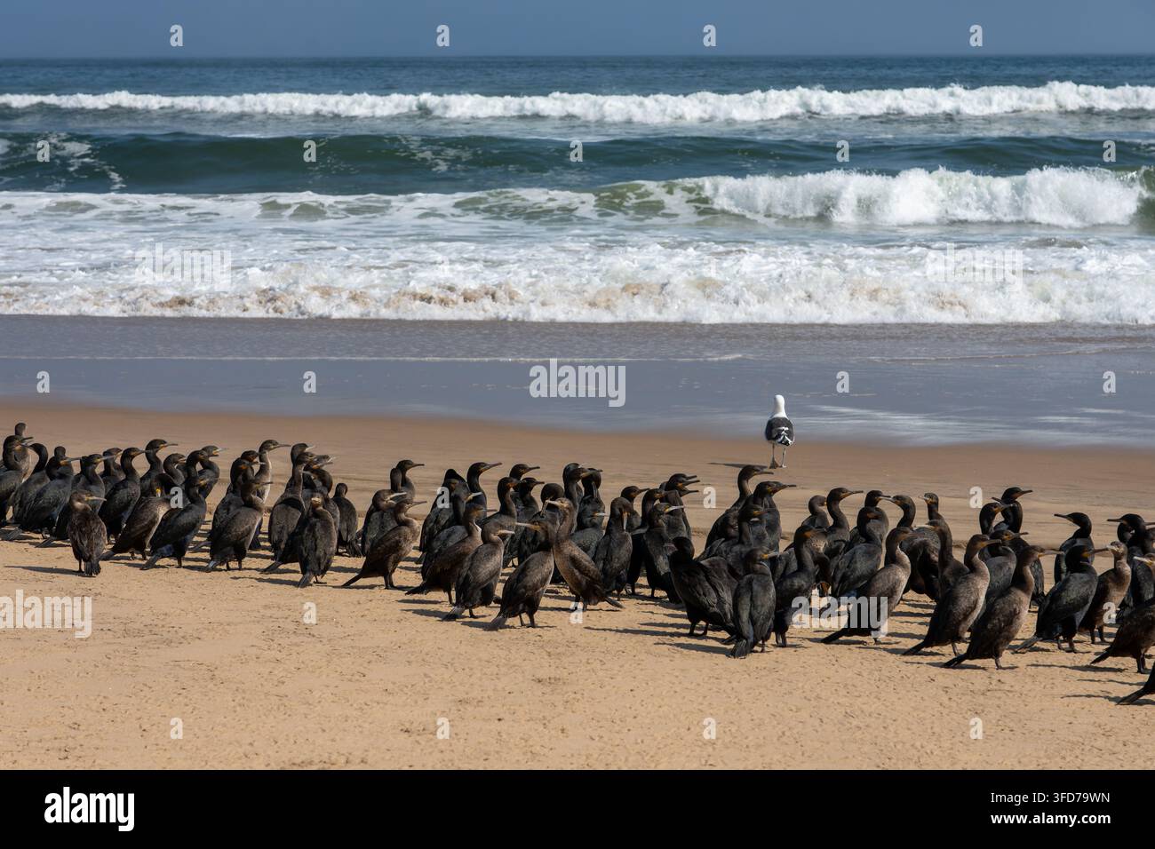 Eine große Schar von Kormoranen versammelt sich an der sandigen Atlantikküste in Namibia. Stockfoto