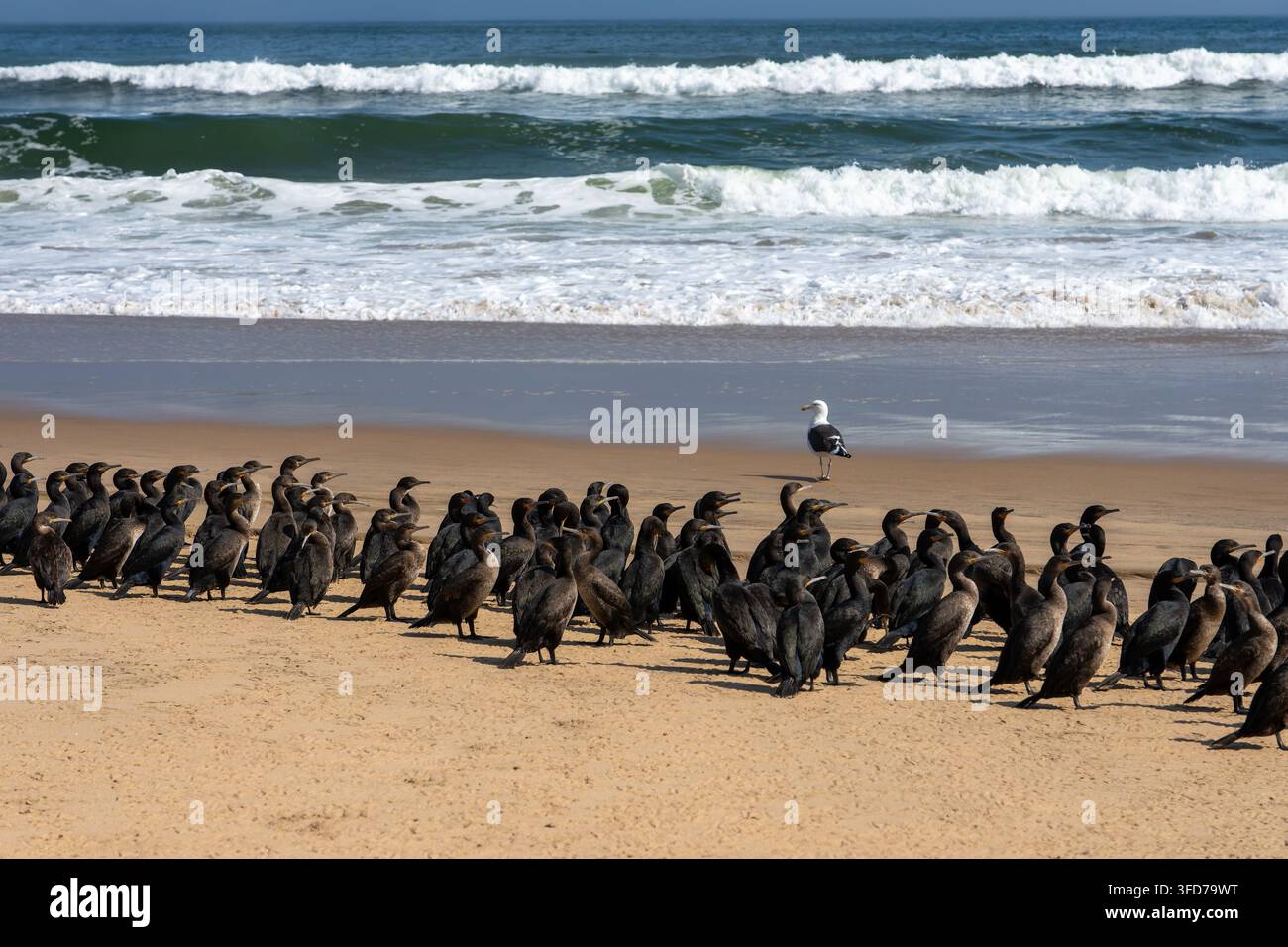 Eine große Schar von Kormoranen versammelt sich an der sandigen Atlantikküste in Namibia. Stockfoto