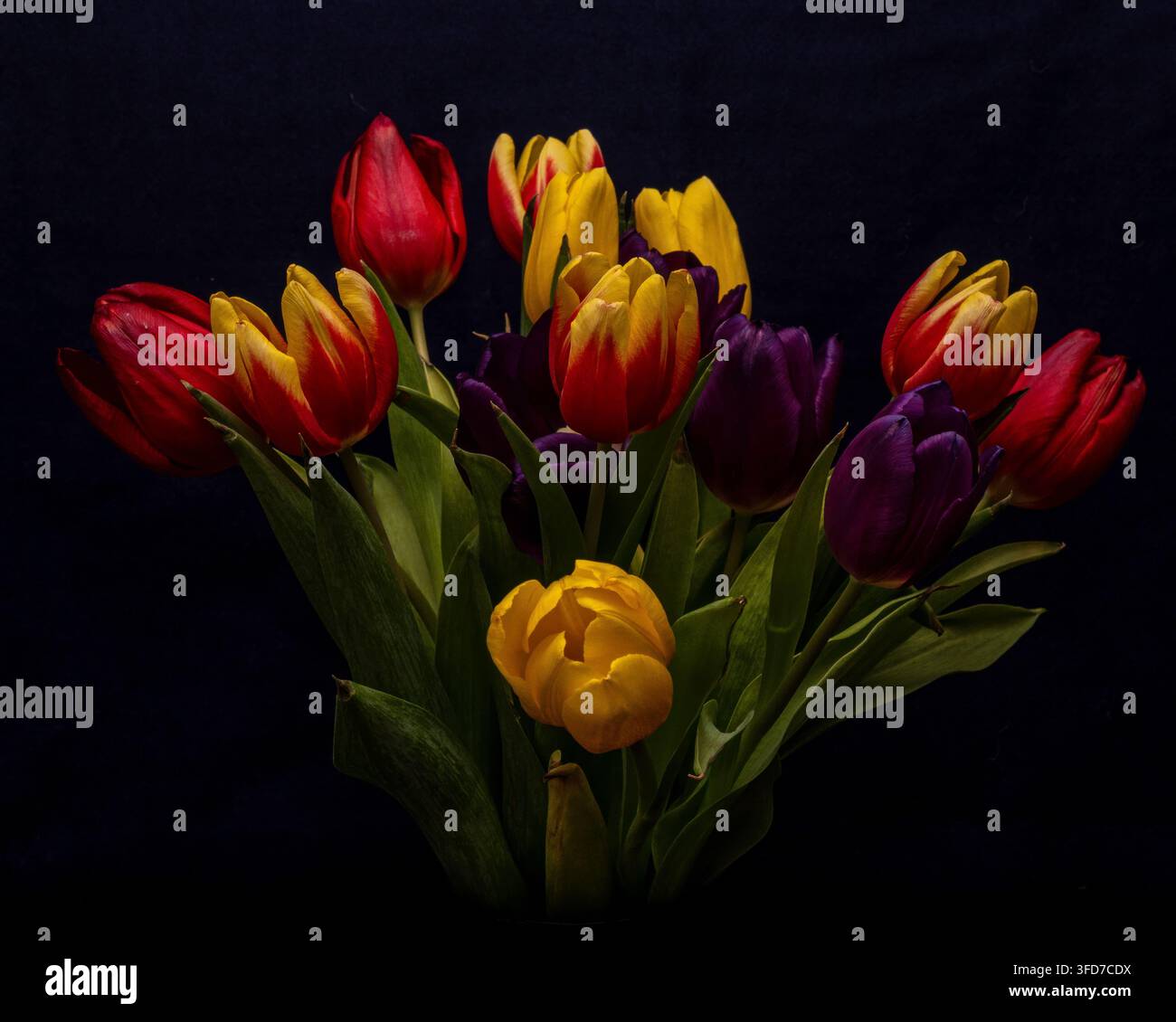 Buntes Bouquet aus roten, gelben und lila Tulpen, das vor einem dunklen Hintergrund fotografiert wurde. Stockfoto