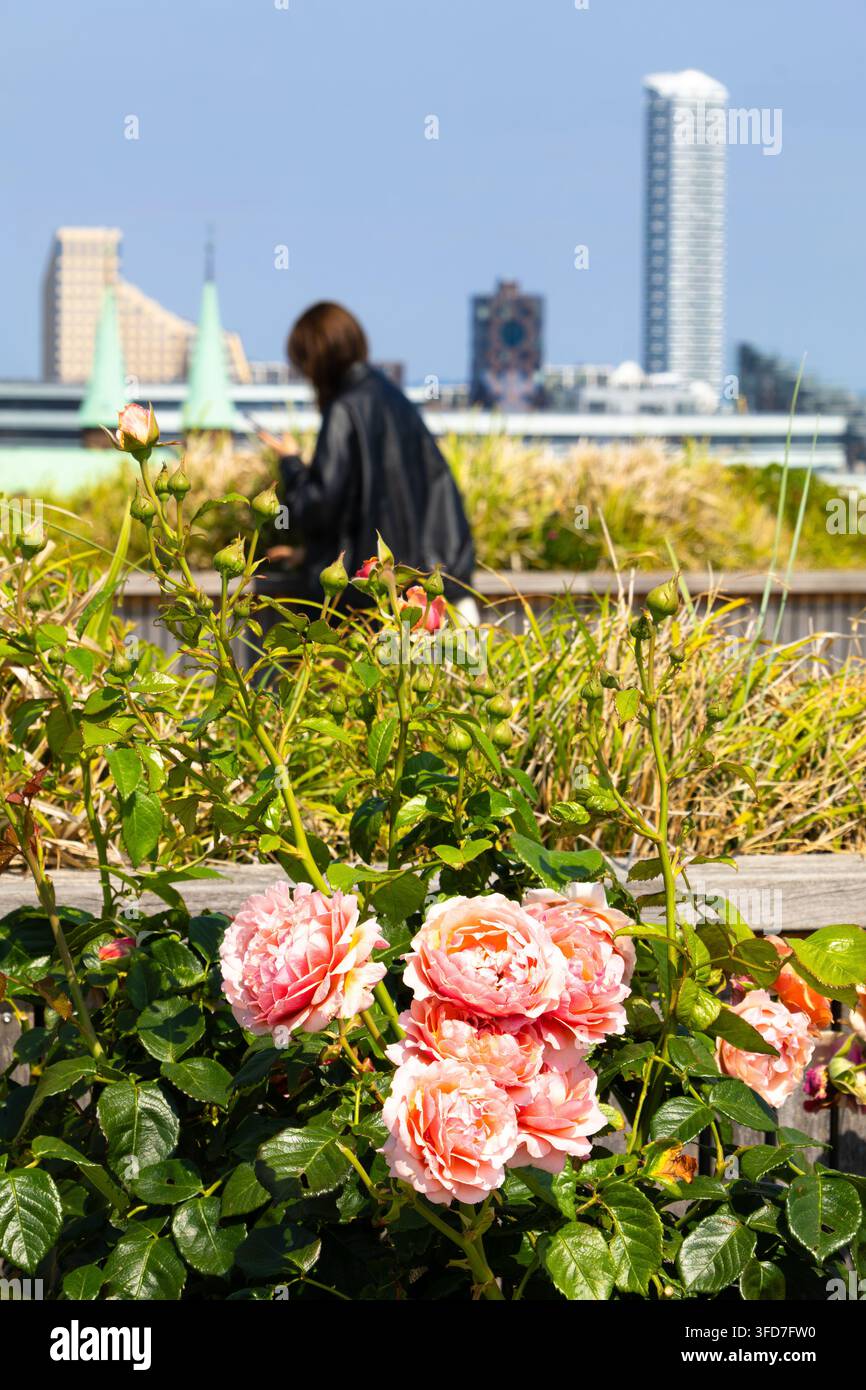 Rosa Rosen blühen in einem sonnigen städtischen Garten, während eine Frau Pflanzen pflegt, mit modernen Stadttürmen, die im Hintergrund aufragen. Stockfoto