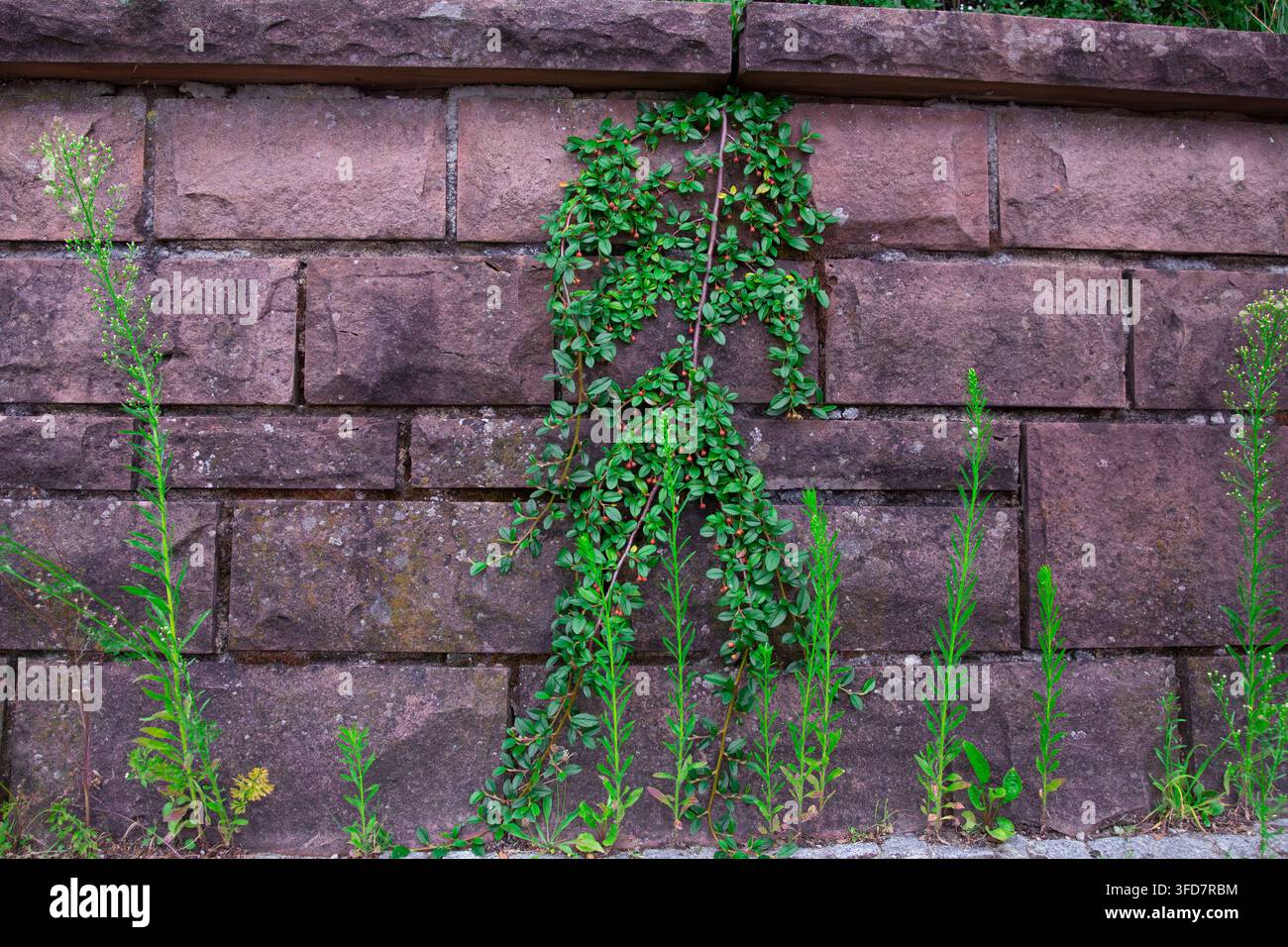 Dieses wunderschöne Naturfoto zeigt eine alte, strukturierte braune Steinmauer, die wunderschön mit einer lebhaften grünen Kriech Cotoneaster-Pflanze dekoriert ist. Die Stockfoto