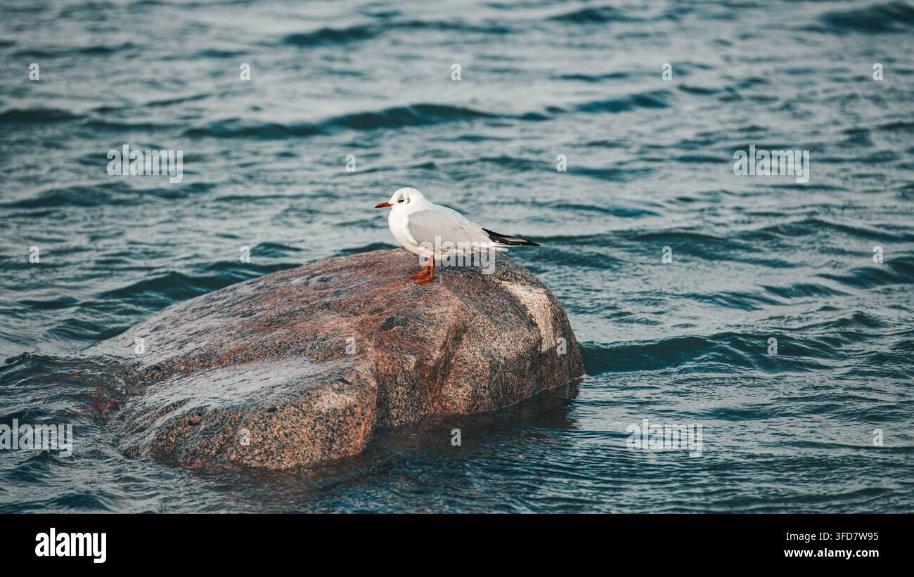 Eine Möwe mit schwarzem Kopf im Wintergefieder – weißer Kopf, kleiner dunkler Augenspot, roter Schnabel und Beine – steht allein auf einem verwitterten rosafarbenen Granitblock Stockfoto