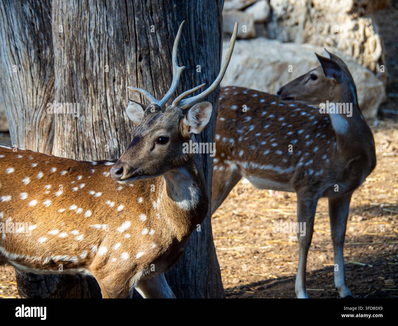Ein geflecktes Dama-Hirsch steht aufmerksam auf grünem Gras, sein Fell ist mit weißen Flecken gesprenkelt und die Ohren sind gespitzt in einem Parkhabitat. Stockfoto
