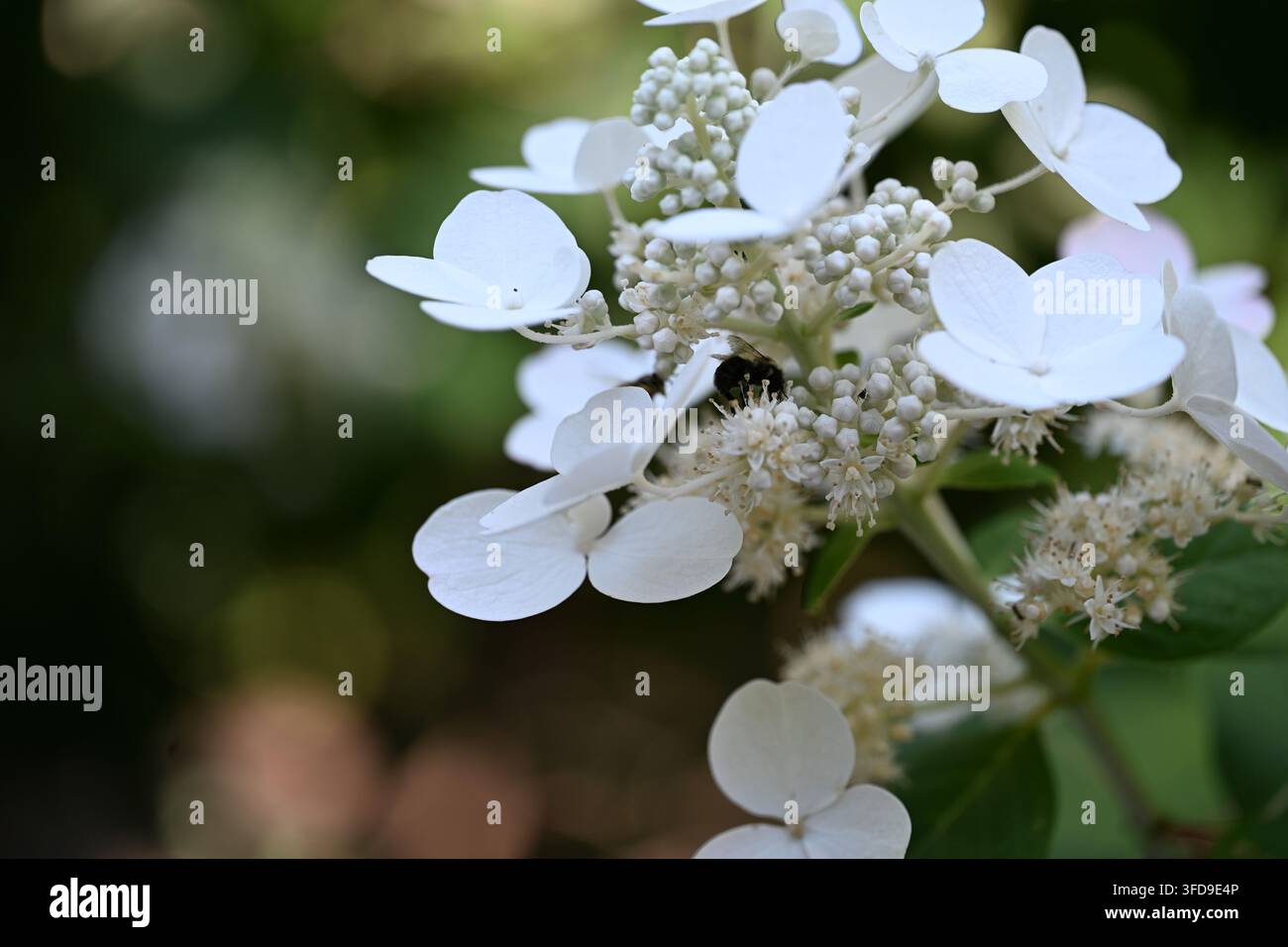 Wunderschöne weiße Hortensie in einem New Yorker Park an einem Sommernachmittag. Stockfoto