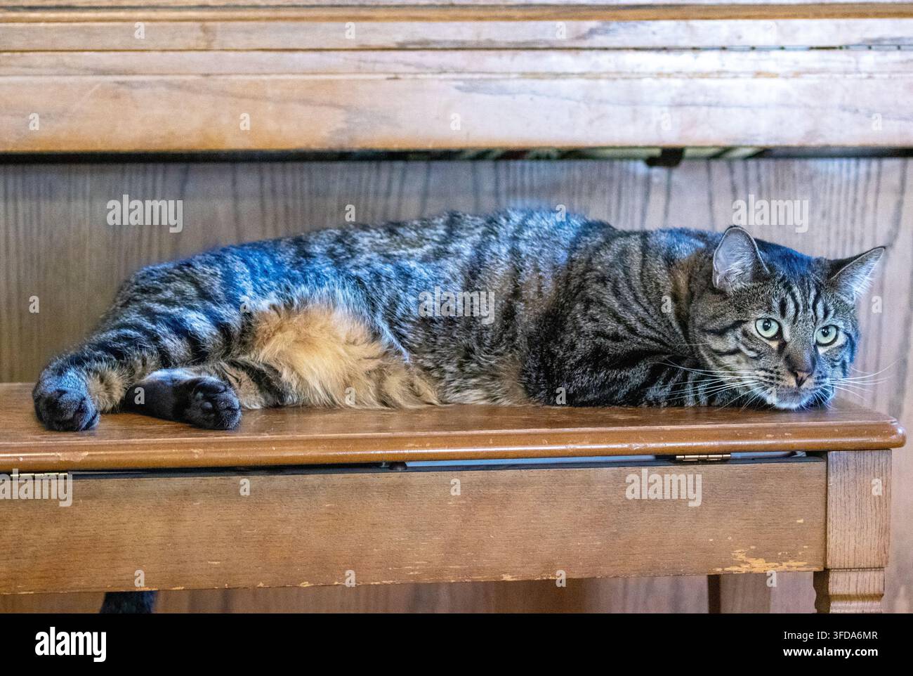 Grauer getigerter Hauskater ruht auf einer hölzernen Pianobank. Stockfoto