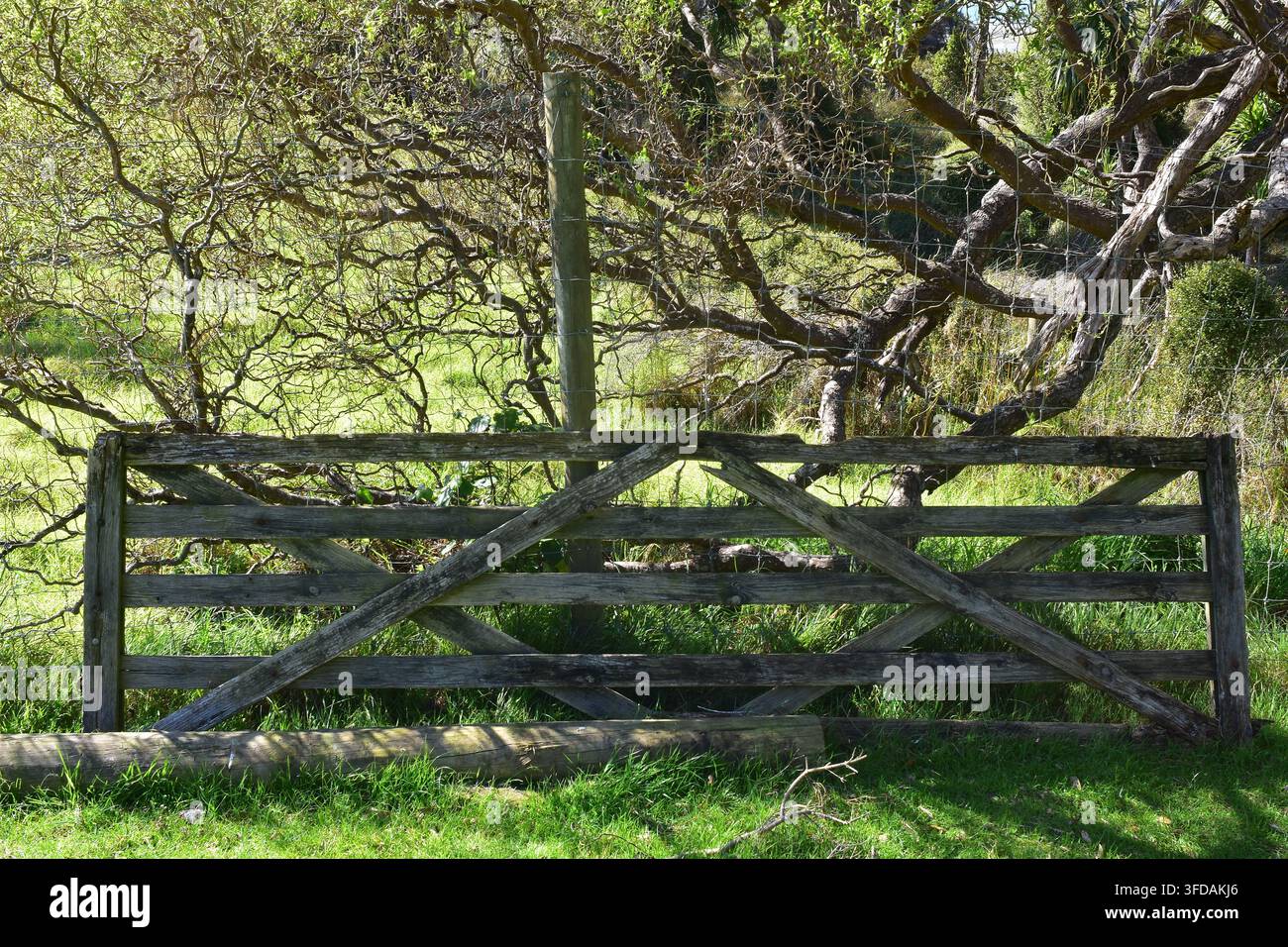 Ein rustikales hölzernes Bauernhaus-Tor und ein moosbewachsenes Baumstamm sitzen in einer grünen Weide, eingerahmt von dicken Bäumen und hellem Gras an einem sonnigen Tag. Stockfoto