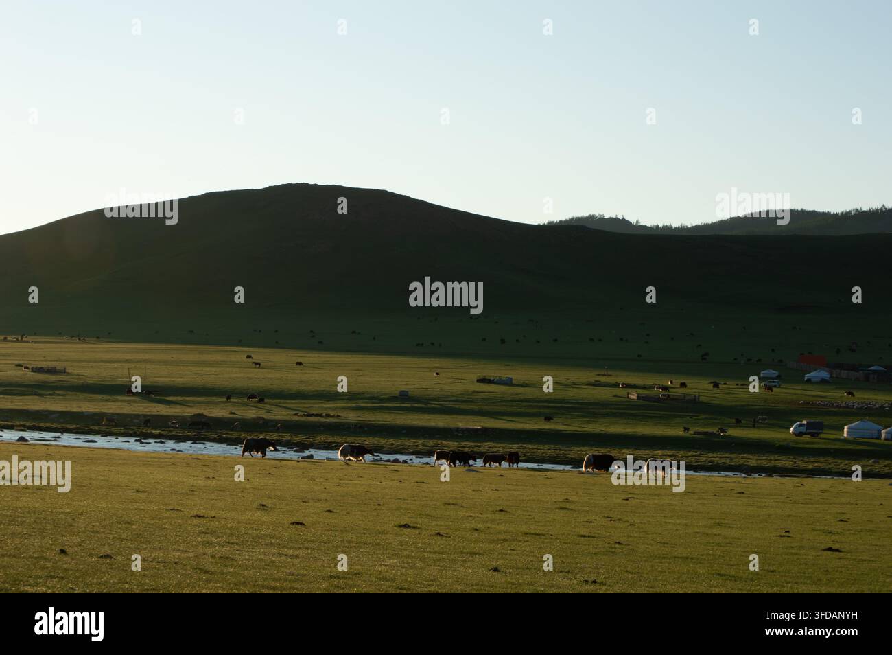 Orchon-Tal, Mongolei – 5. August 2026: Morgenlicht fällt über ein Ger-Lager mit weidendem Vieh. Stockfoto