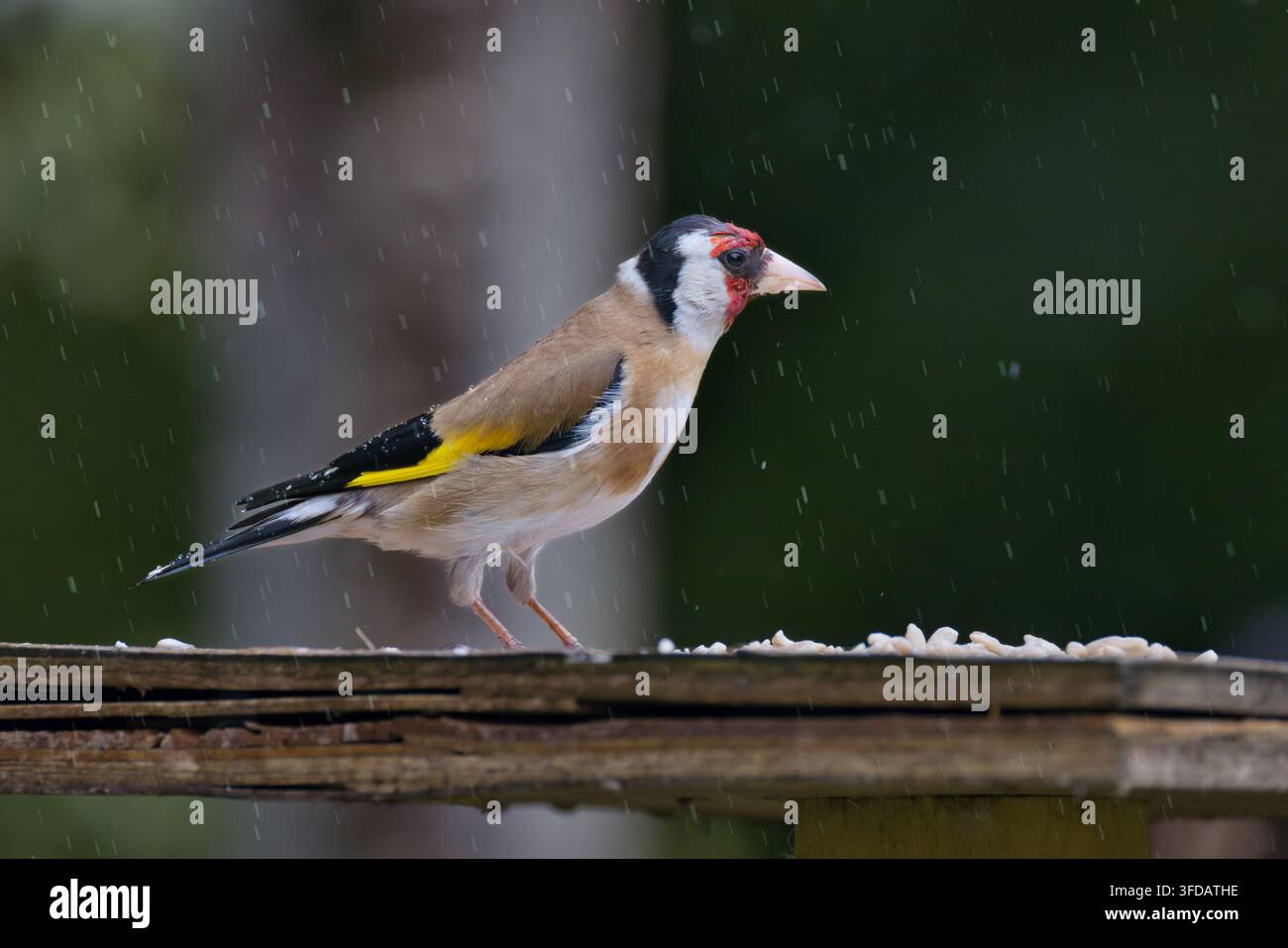 Ein europäischer Goldhähnchen, Carduelis carduelis, steht auf einem nassen Holzfutterhäuschen im Regen. Es zeigt sein hellrotes Gesicht und den goldgelben Flügelfleck Stockfoto