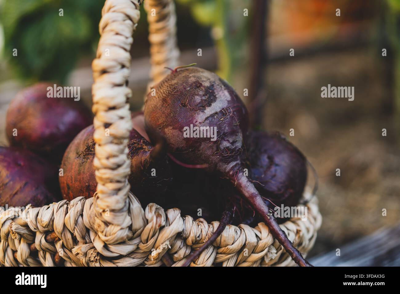 Frisches Bio-Rote Bete in geflochtenem Korb im Garten Stockfoto